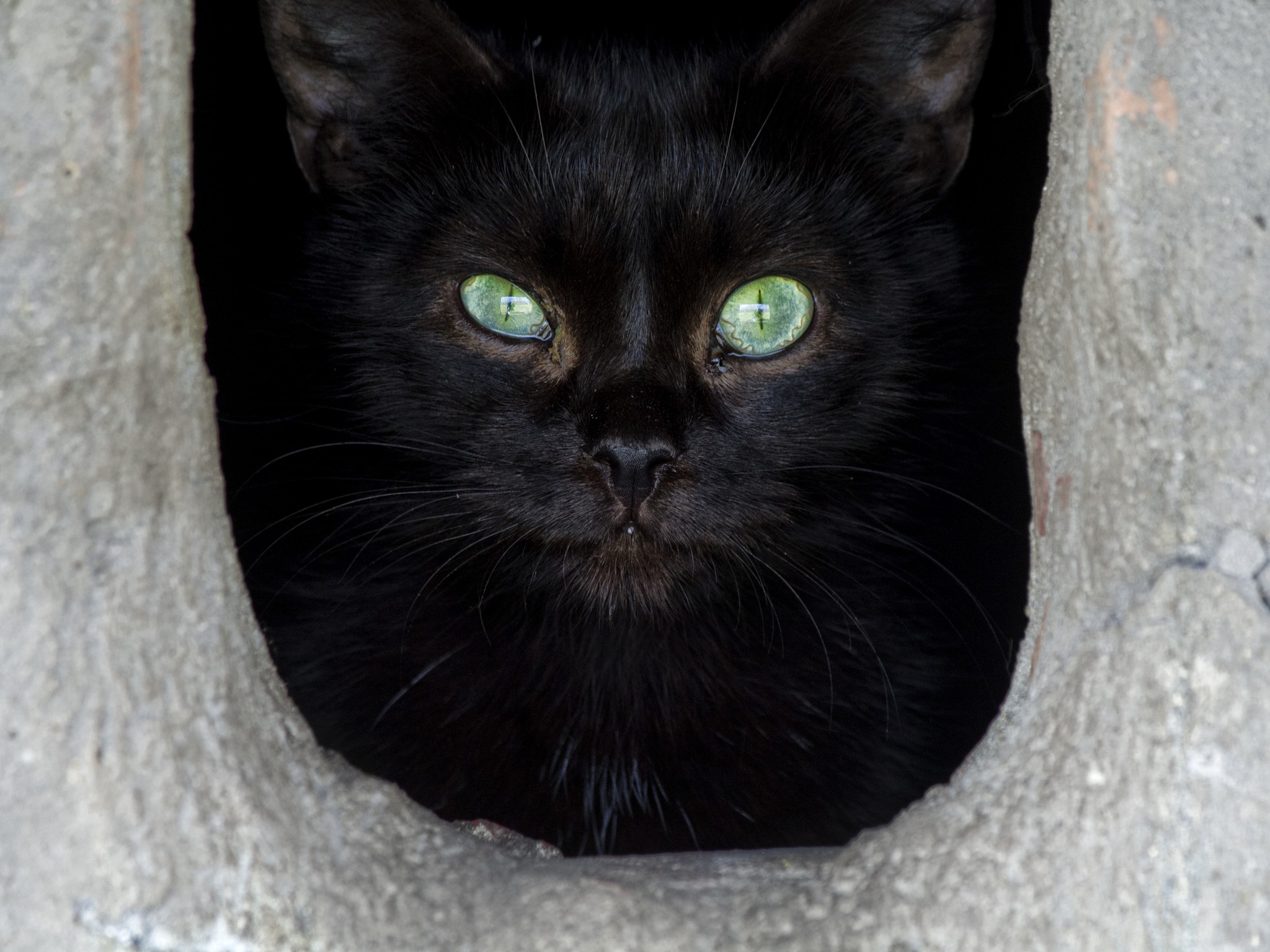 There is light at the end of the tunnel - My, Town, Street photography, cat, Black cat