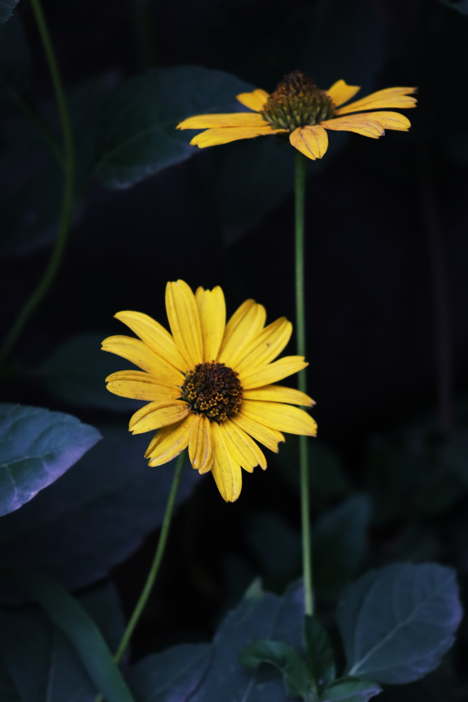 Sunny (Autumn) - My, Autumn, Canon, Flowers, Beginning photographer, Longpost