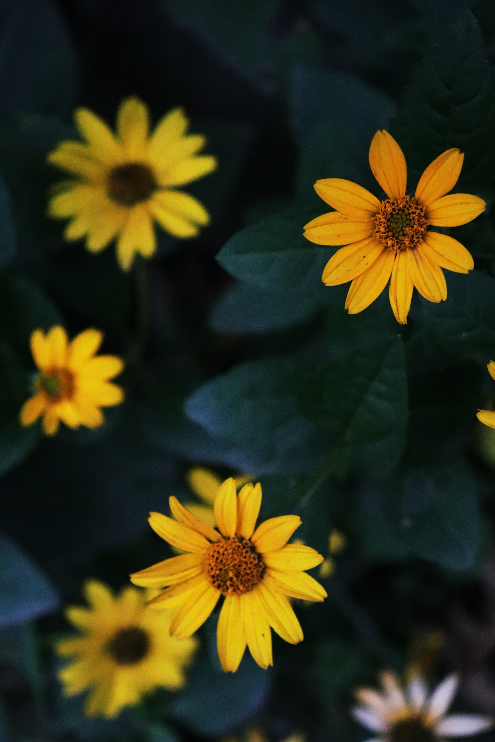 Sunny (Autumn) - My, Autumn, Canon, Flowers, Beginning photographer, Longpost