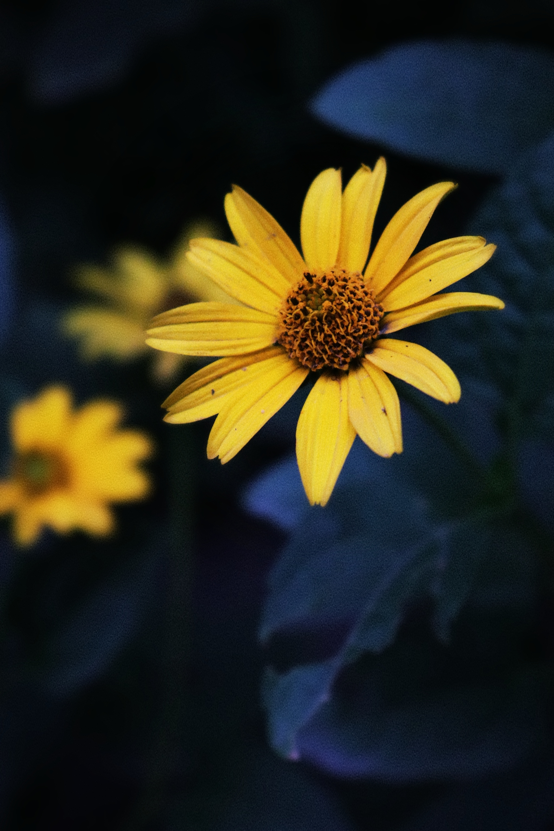 Sunny (Autumn) - My, Autumn, Canon, Flowers, Beginning photographer, Longpost