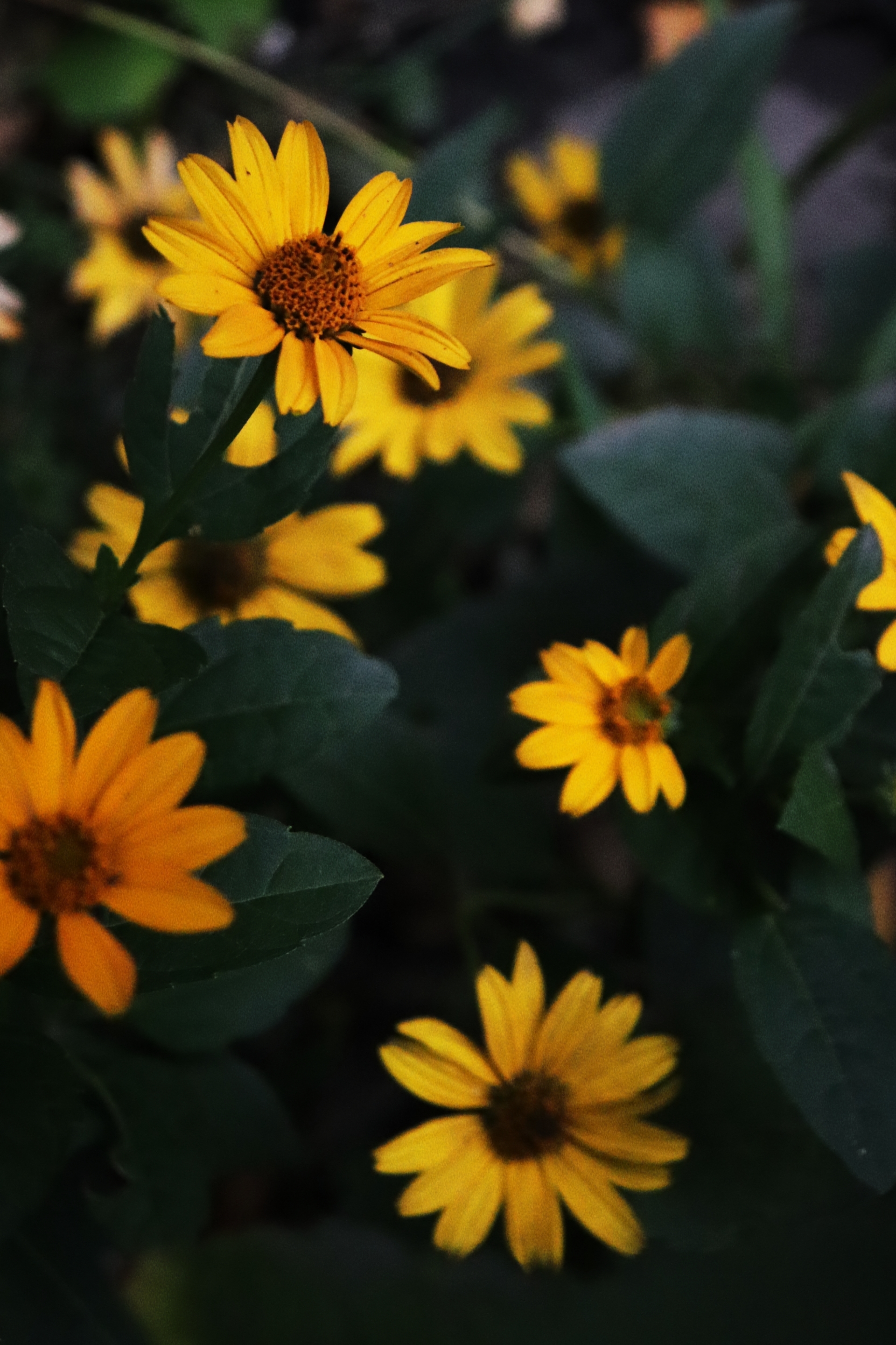 Sunny (Autumn) - My, Autumn, Canon, Flowers, Beginning photographer, Longpost