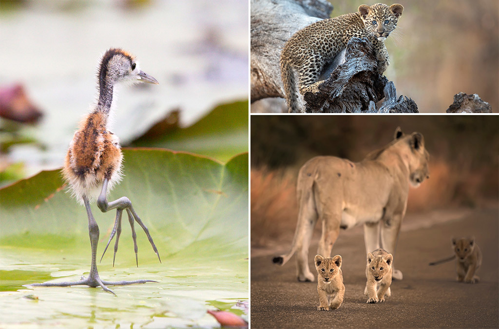 African wild babies 2 - Young, Africa, Reserves and sanctuaries, Wild animals, Longpost, Primates, a lion, Cat family, Hyena dog, , Birds, Leopard, Gorilla, Squirrel, Elephants, Hyena, Fox, Cheetah, Giraffe, Chameleon, Antelope