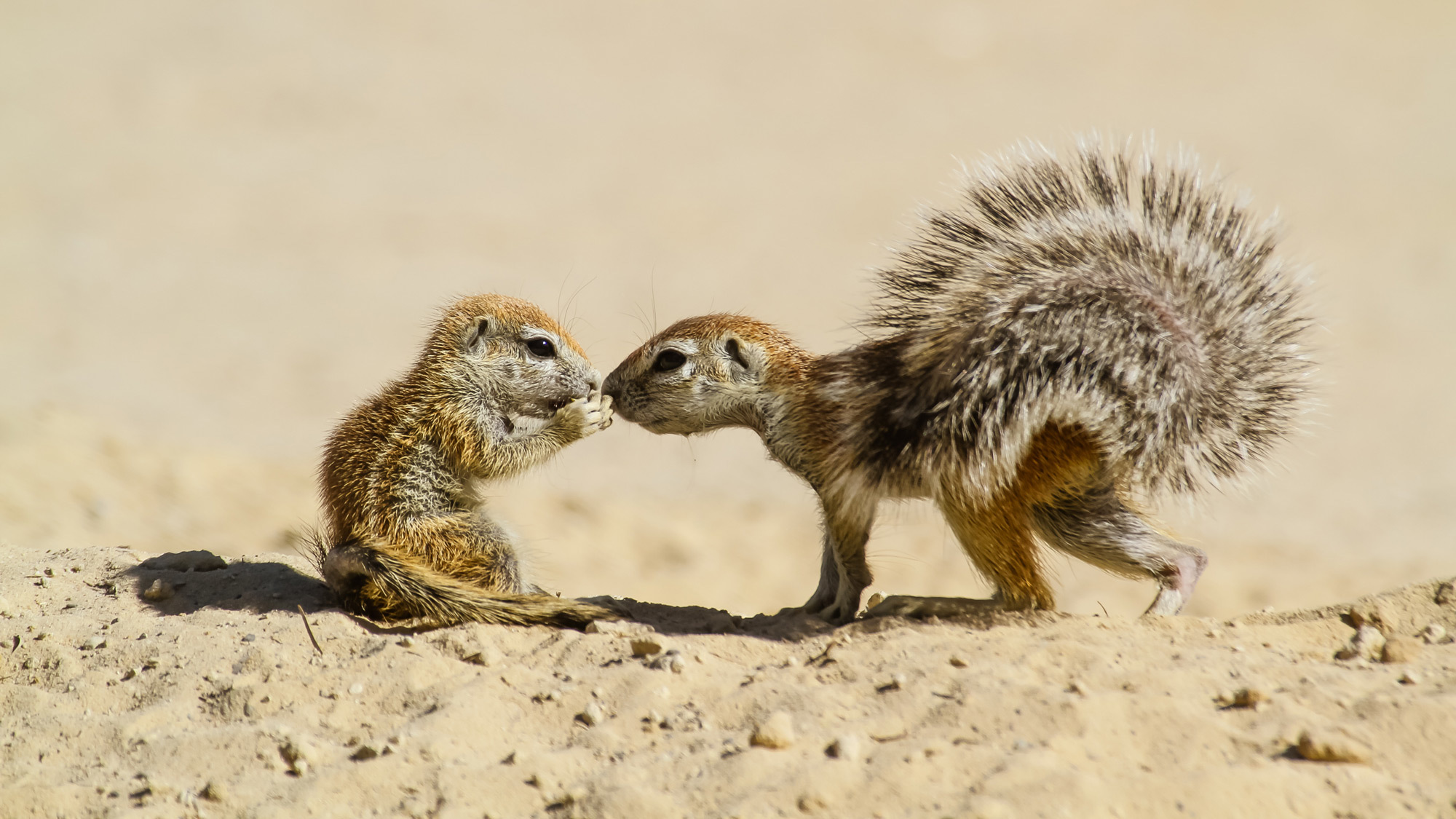 African wild babies 2 - Young, Africa, Reserves and sanctuaries, Wild animals, Longpost, Primates, a lion, Cat family, Hyena dog, , Birds, Leopard, Gorilla, Squirrel, Elephants, Hyena, Fox, Cheetah, Giraffe, Chameleon, Antelope