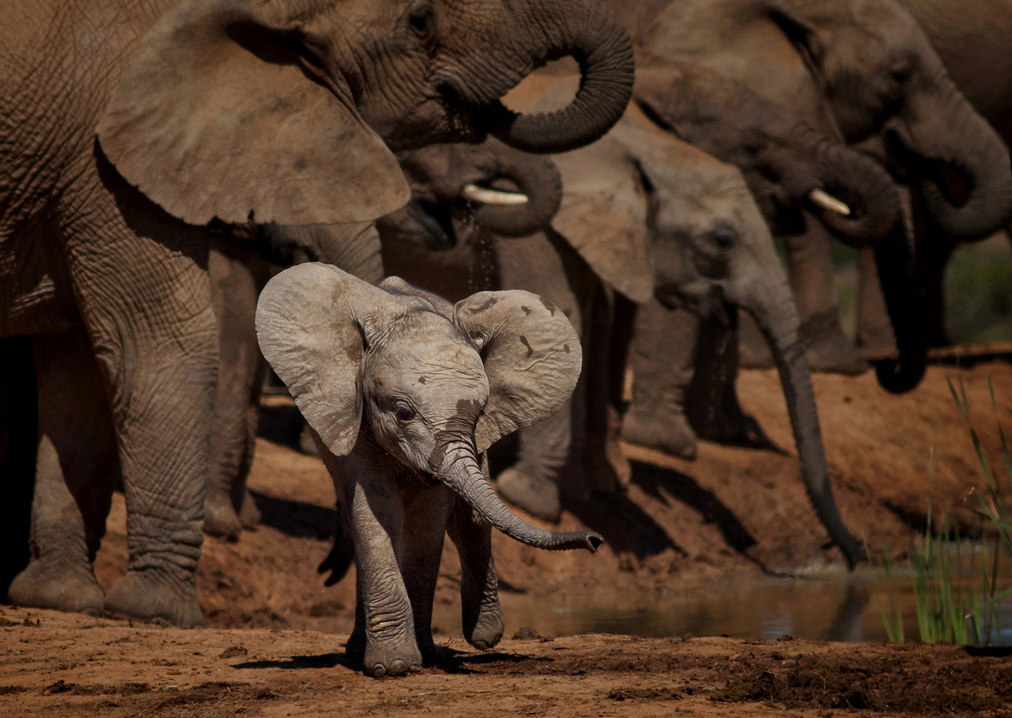 African wild babies 2 - Young, Africa, Reserves and sanctuaries, Wild animals, Longpost, Primates, a lion, Cat family, Hyena dog, , Birds, Leopard, Gorilla, Squirrel, Elephants, Hyena, Fox, Cheetah, Giraffe, Chameleon, Antelope