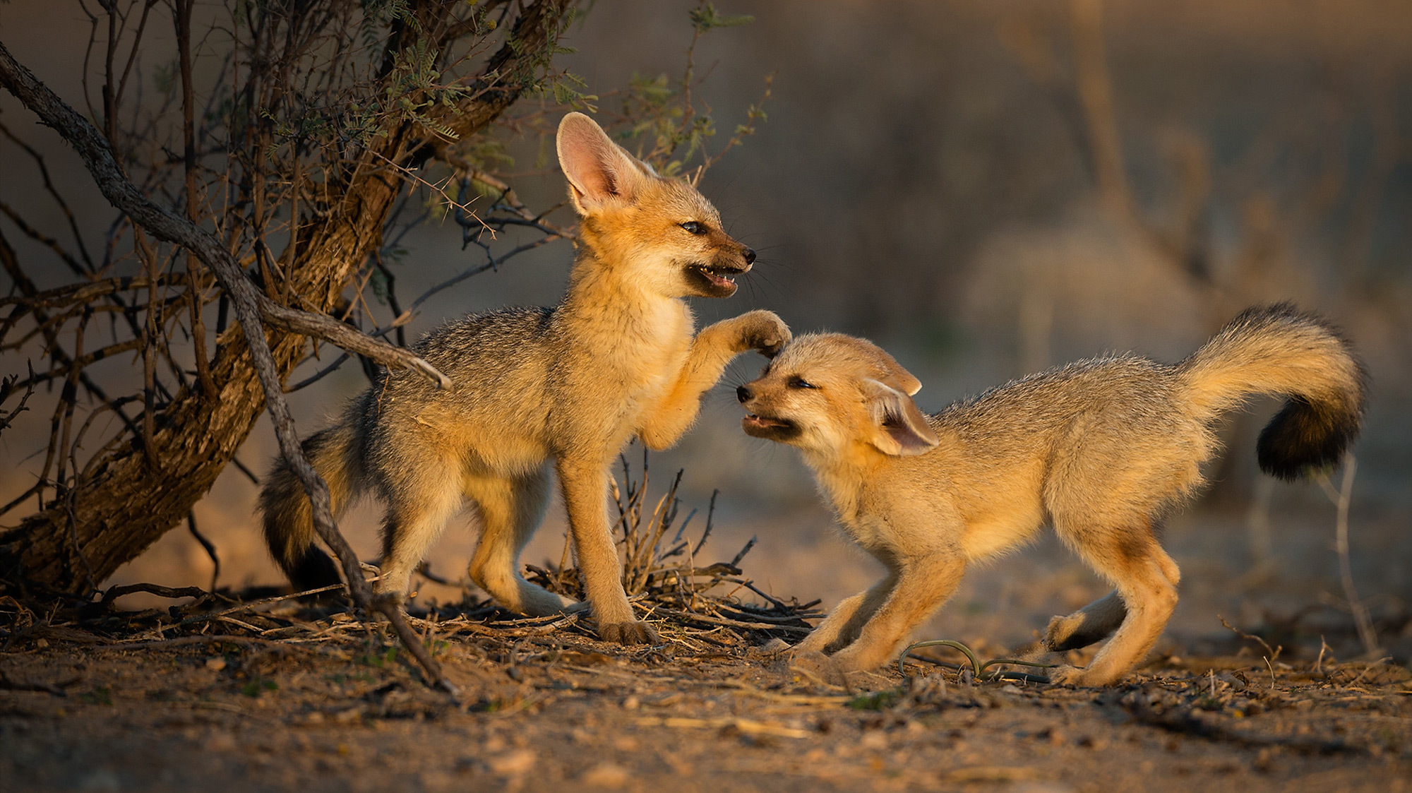 African wild babies 2 - Young, Africa, Reserves and sanctuaries, Wild animals, Longpost, Primates, a lion, Cat family, Hyena dog, , Birds, Leopard, Gorilla, Squirrel, Elephants, Hyena, Fox, Cheetah, Giraffe, Chameleon, Antelope