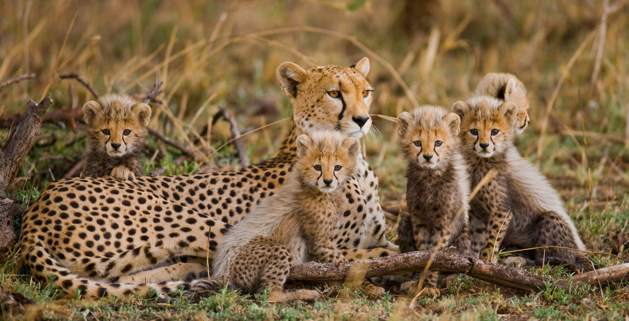 African wild babies 2 - Young, Africa, Reserves and sanctuaries, Wild animals, Longpost, Primates, a lion, Cat family, Hyena dog, , Birds, Leopard, Gorilla, Squirrel, Elephants, Hyena, Fox, Cheetah, Giraffe, Chameleon, Antelope