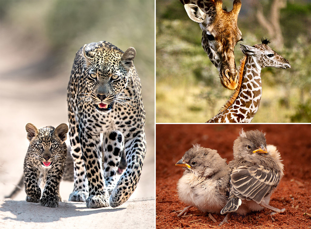 African wild babies 2 - Young, Africa, Reserves and sanctuaries, Wild animals, Longpost, Primates, a lion, Cat family, Hyena dog, , Birds, Leopard, Gorilla, Squirrel, Elephants, Hyena, Fox, Cheetah, Giraffe, Chameleon, Antelope