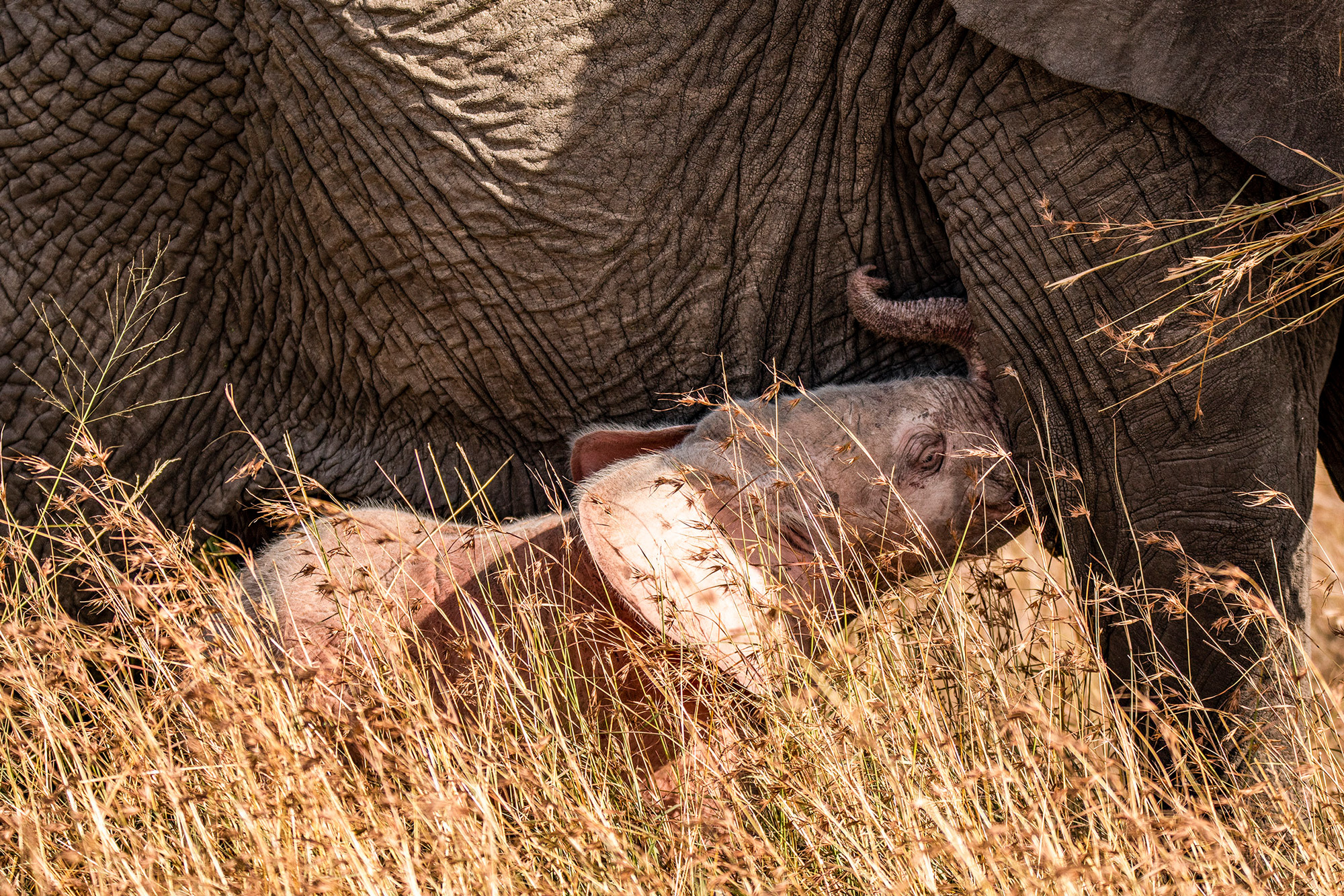 African wild babies 2 - Young, Africa, Reserves and sanctuaries, Wild animals, Longpost, Primates, a lion, Cat family, Hyena dog, , Birds, Leopard, Gorilla, Squirrel, Elephants, Hyena, Fox, Cheetah, Giraffe, Chameleon, Antelope