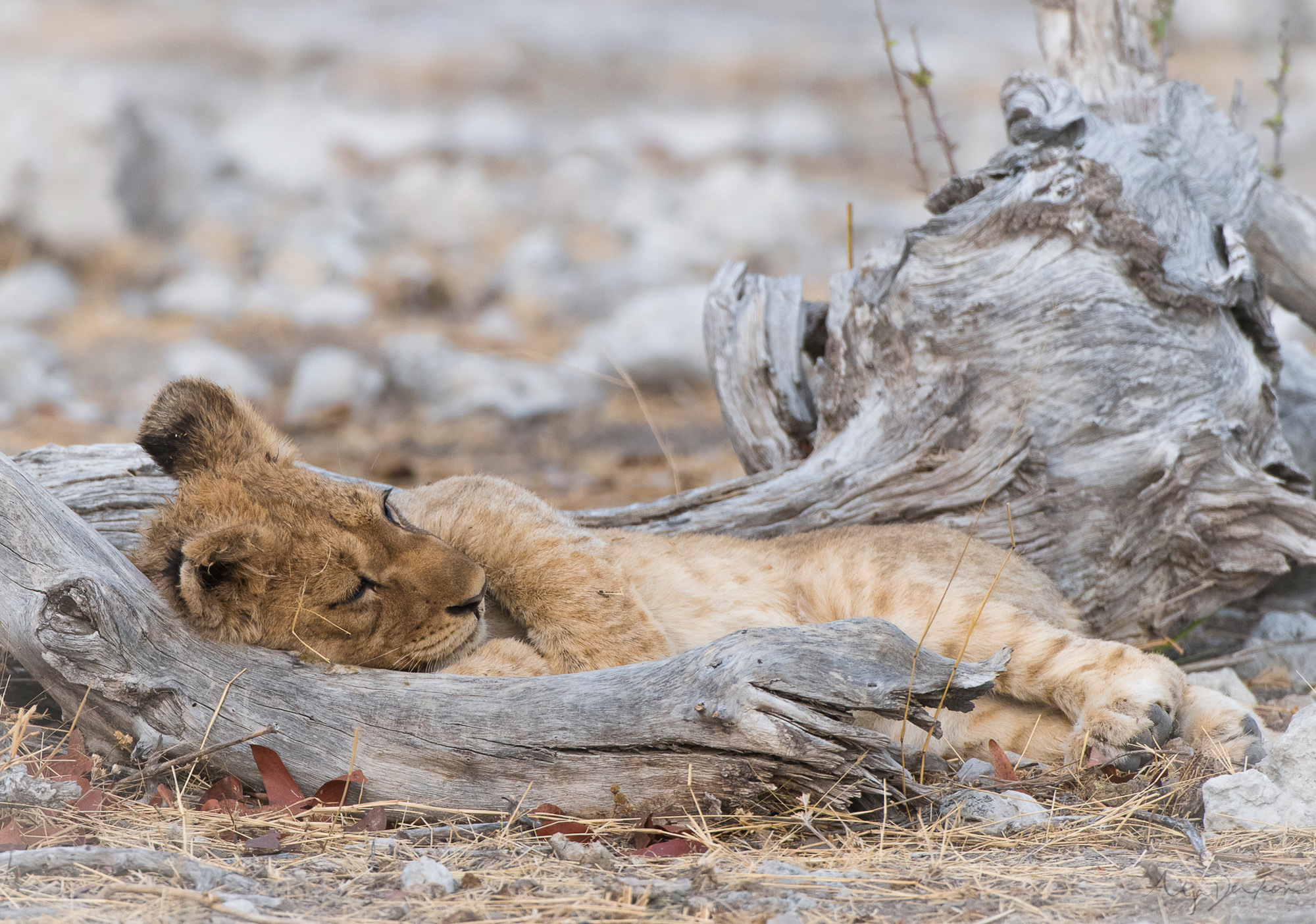 African wild babies 2 - Young, Africa, Reserves and sanctuaries, Wild animals, Longpost, Primates, a lion, Cat family, Hyena dog, , Birds, Leopard, Gorilla, Squirrel, Elephants, Hyena, Fox, Cheetah, Giraffe, Chameleon, Antelope