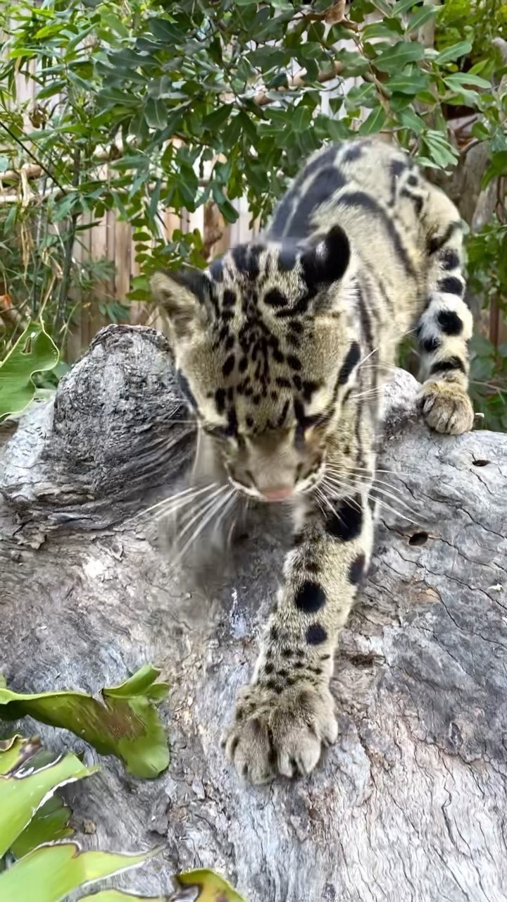 You need to take good care of your paws! - Clouded leopard, Big cats, Cat family, Milota, Wild animals, Wild cat center, Predatory animals, Australia, , Species conservation, Reserves and sanctuaries, Video, Longpost