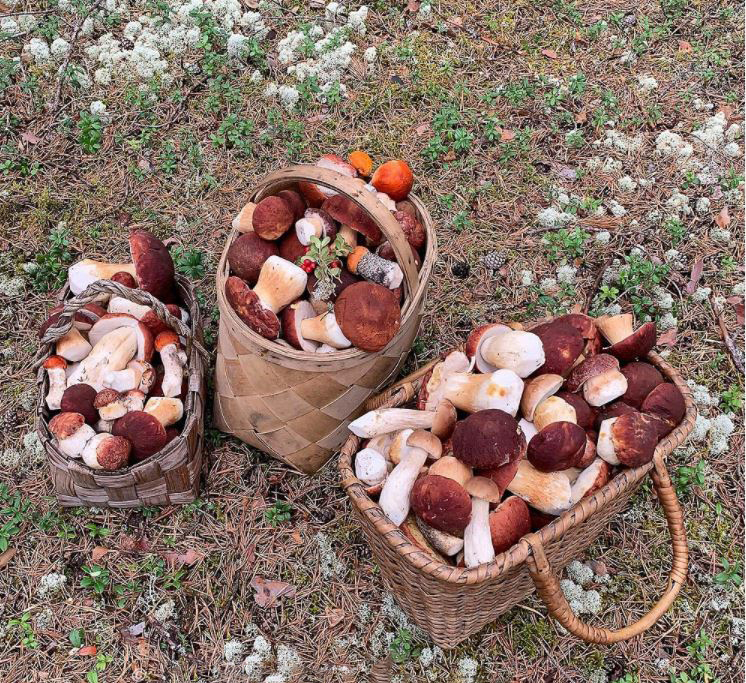 Gifts of the forest - Mushrooms, Silent hunt, Autumn