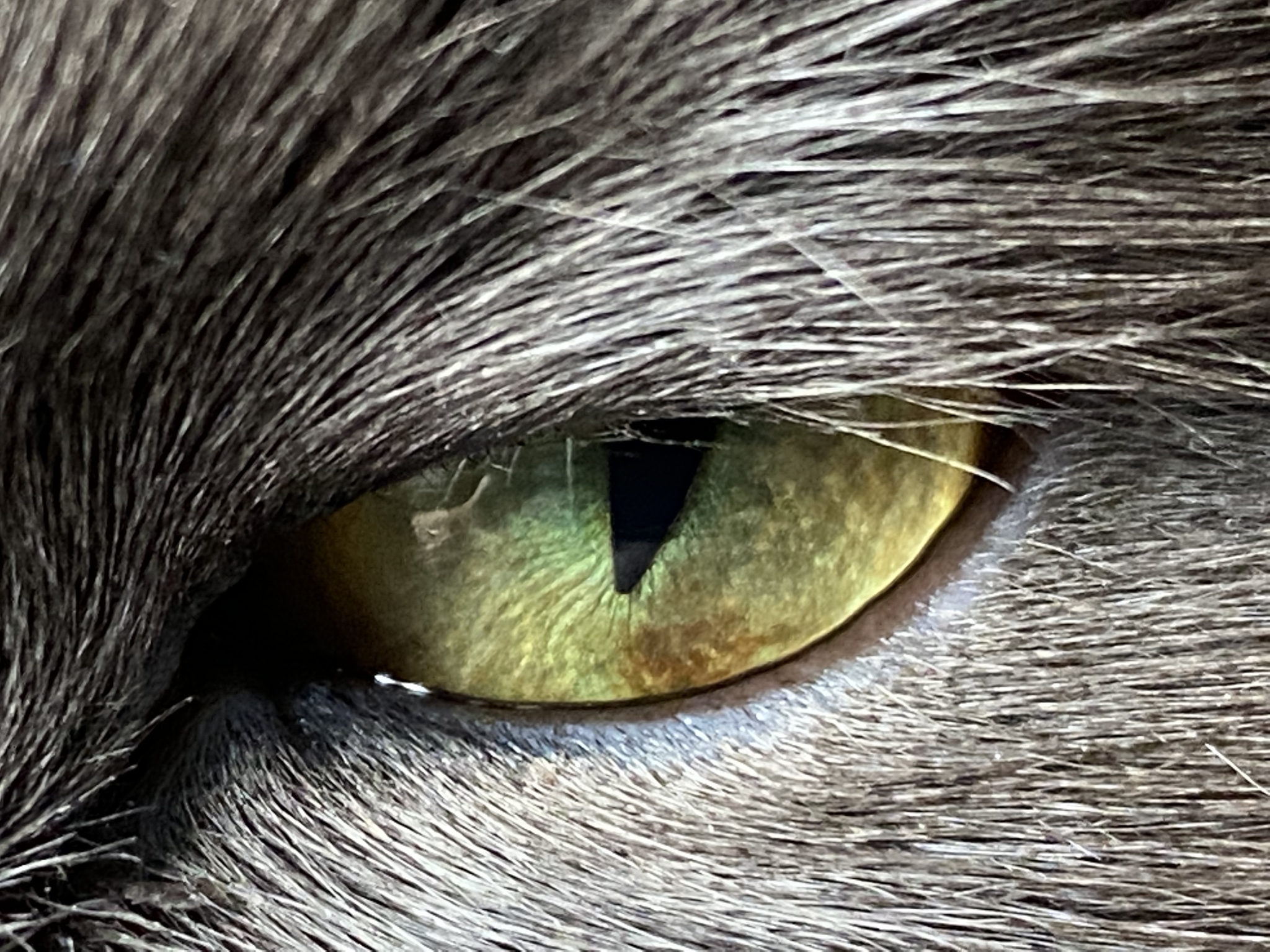 cat-eye - My, cat, Eyes, Macro photography