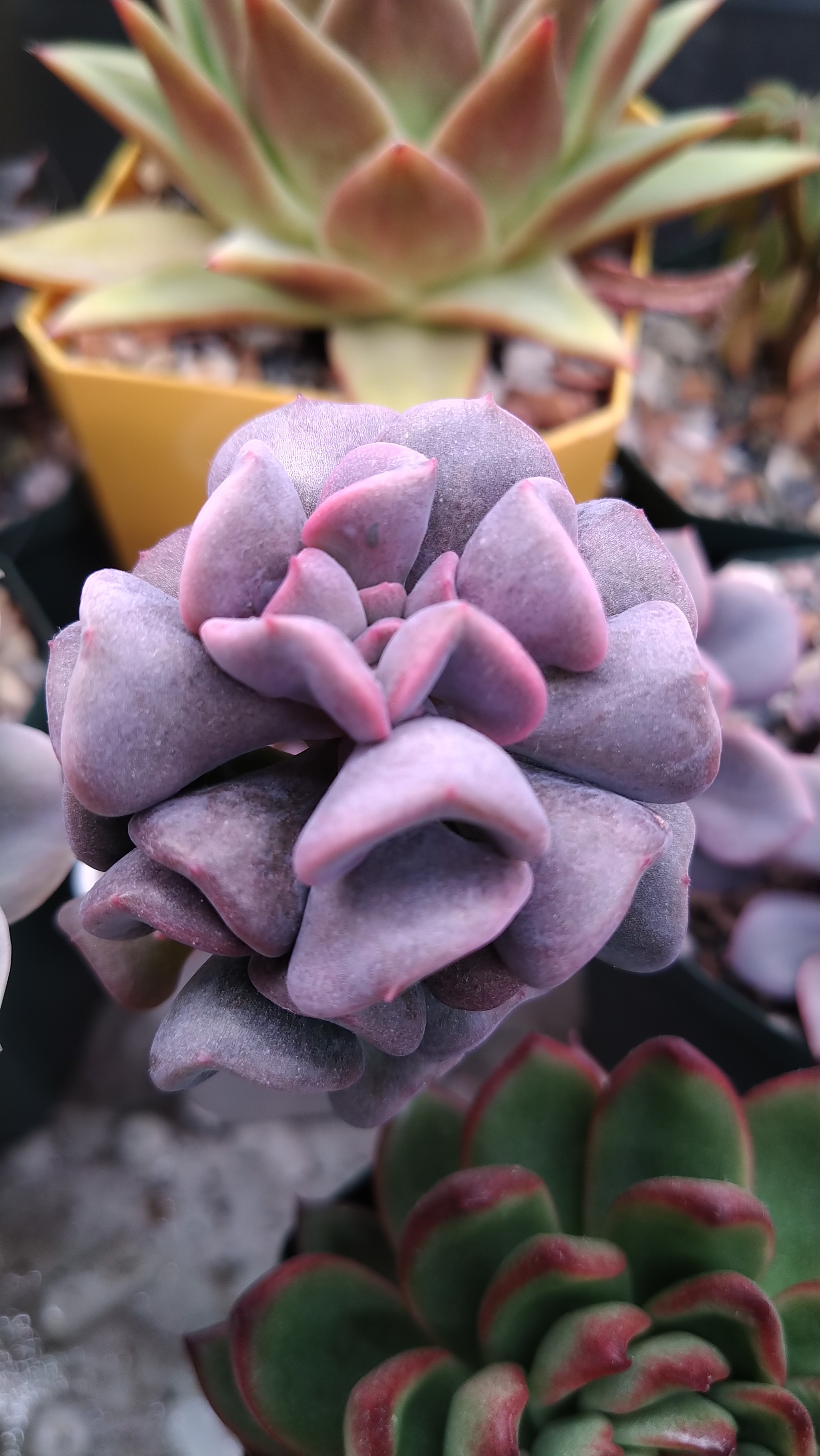 Echeveria. My experience - My, Informative, Houseplants, Succulents, Longpost