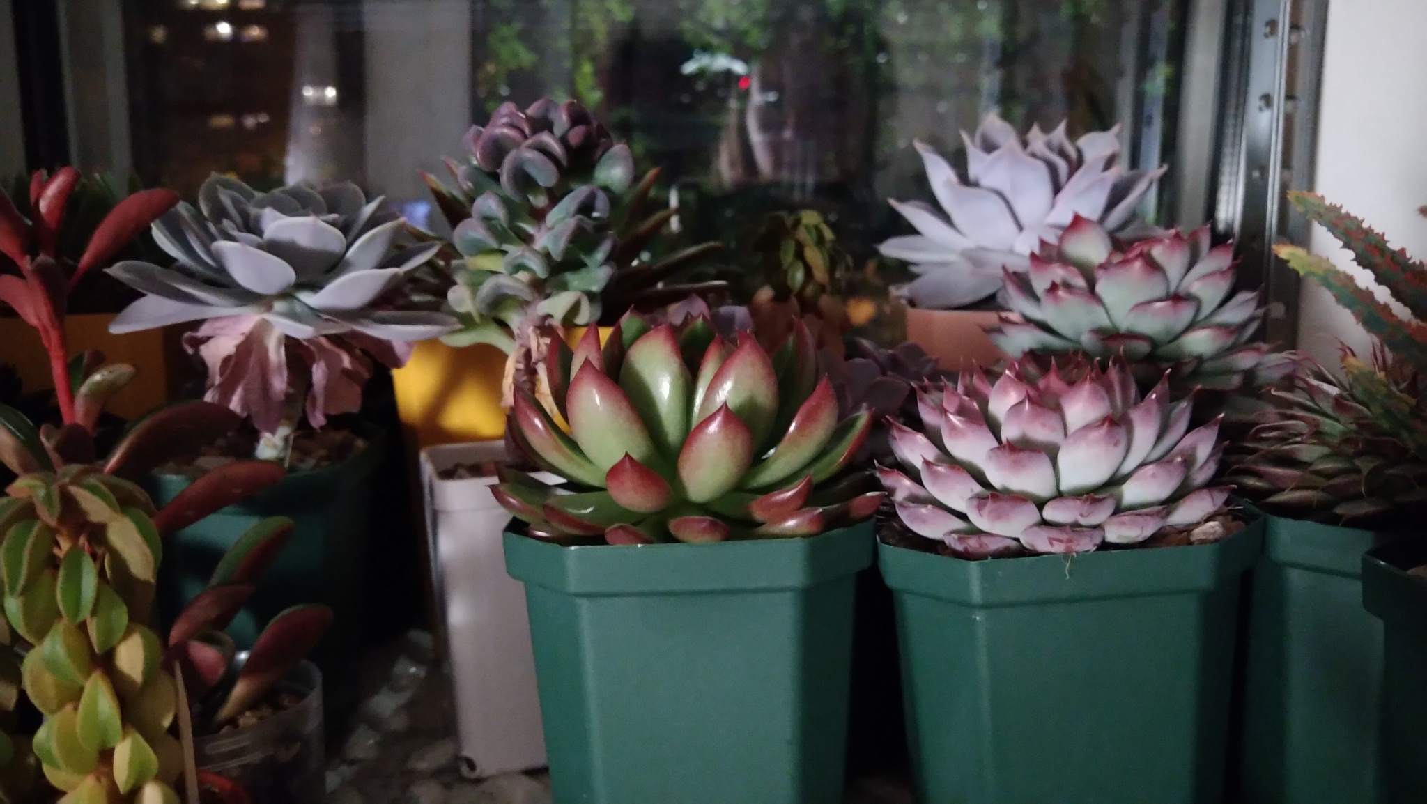 Echeveria. My experience - My, Informative, Houseplants, Succulents, Longpost