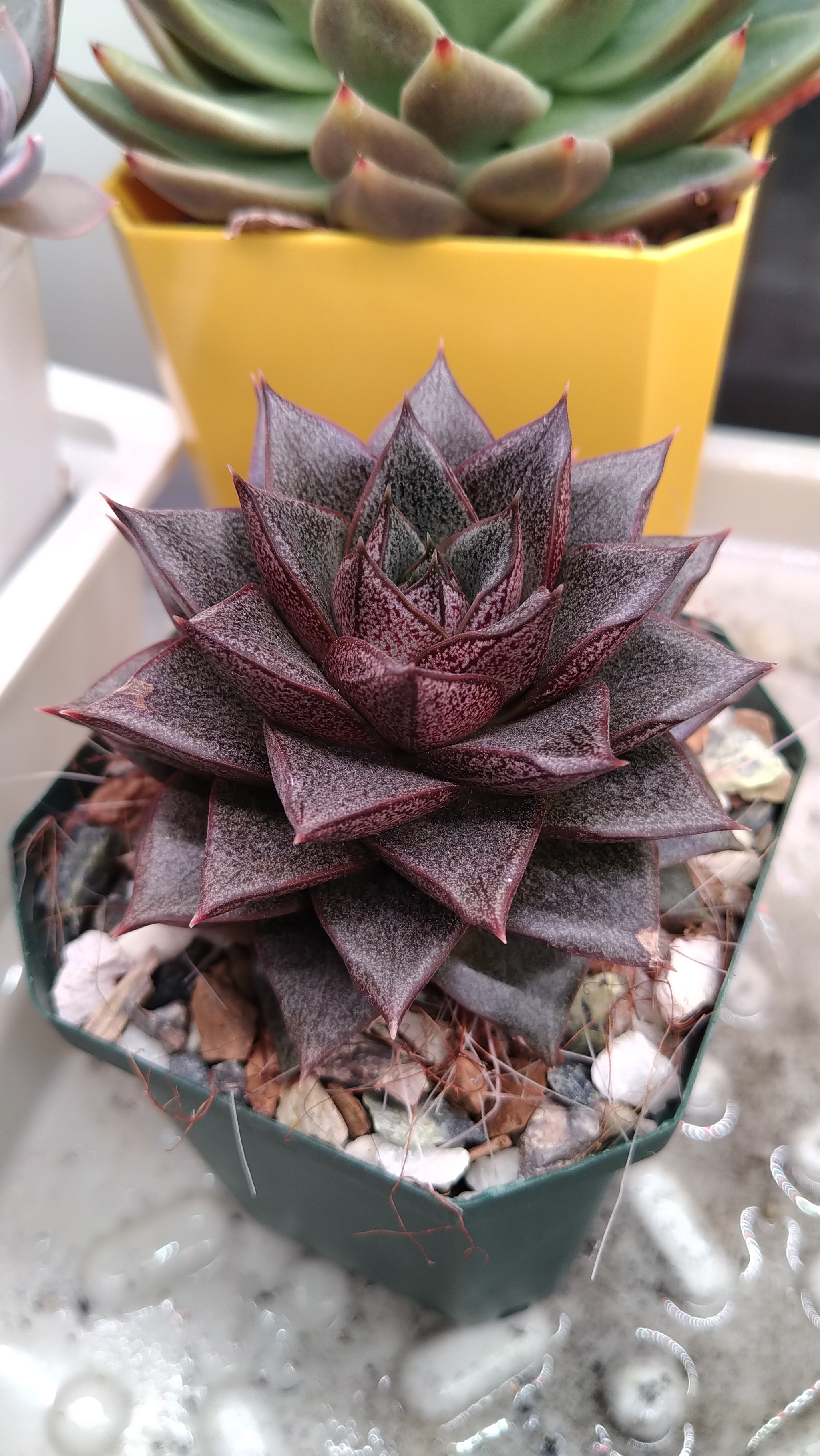 Echeveria. My experience - My, Informative, Houseplants, Succulents, Longpost