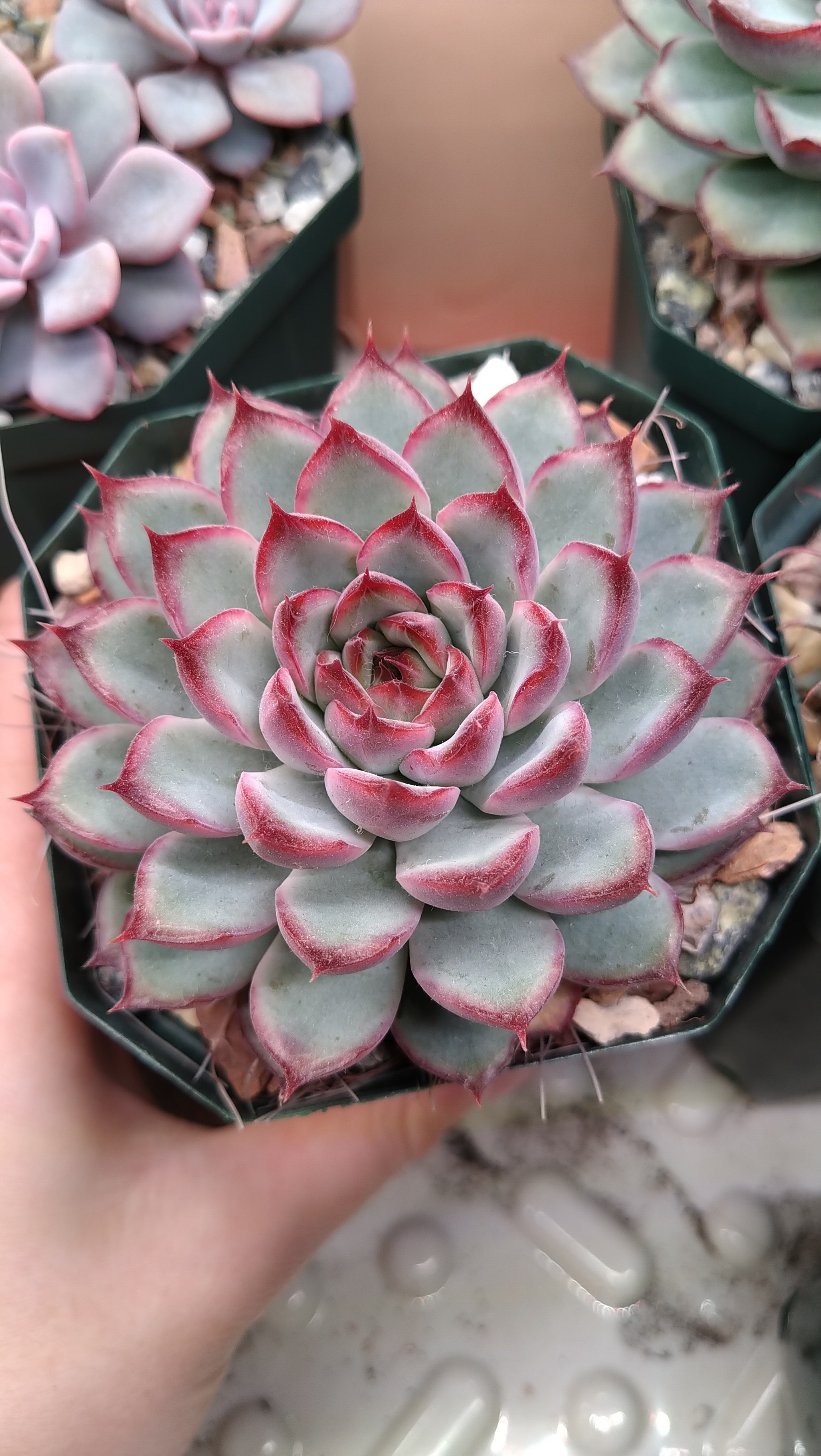 Echeveria. My experience - My, Informative, Houseplants, Succulents, Longpost