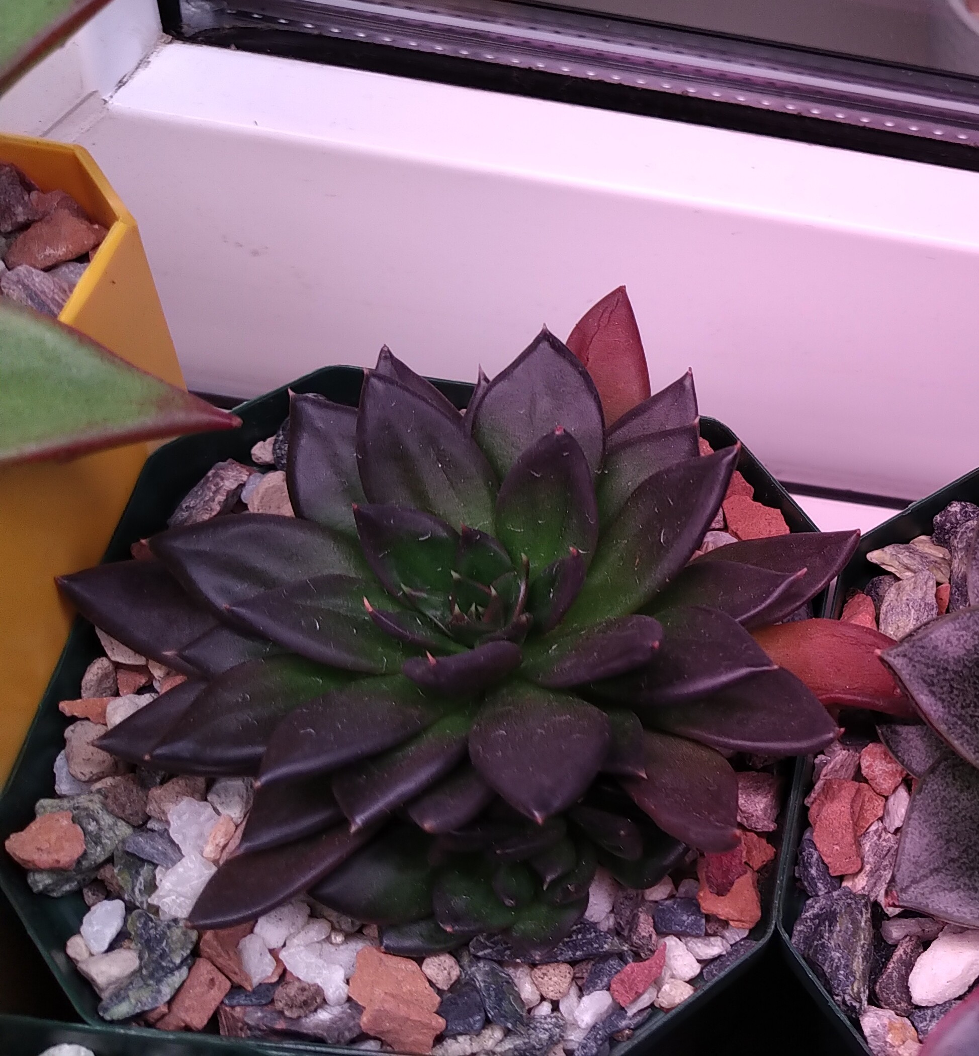 Echeveria. My experience - My, Informative, Houseplants, Succulents, Longpost