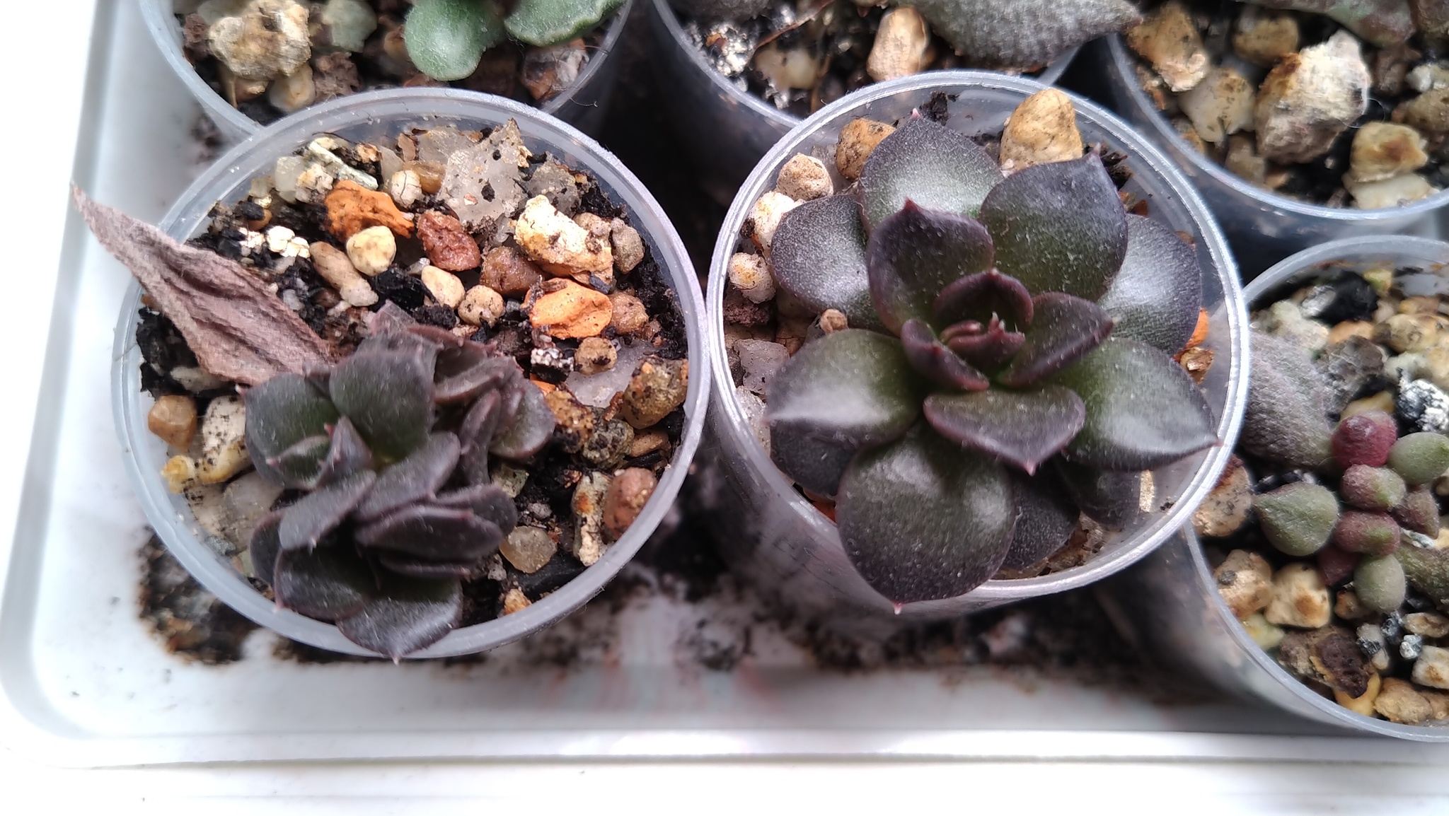 Echeveria. My experience - My, Informative, Houseplants, Succulents, Longpost