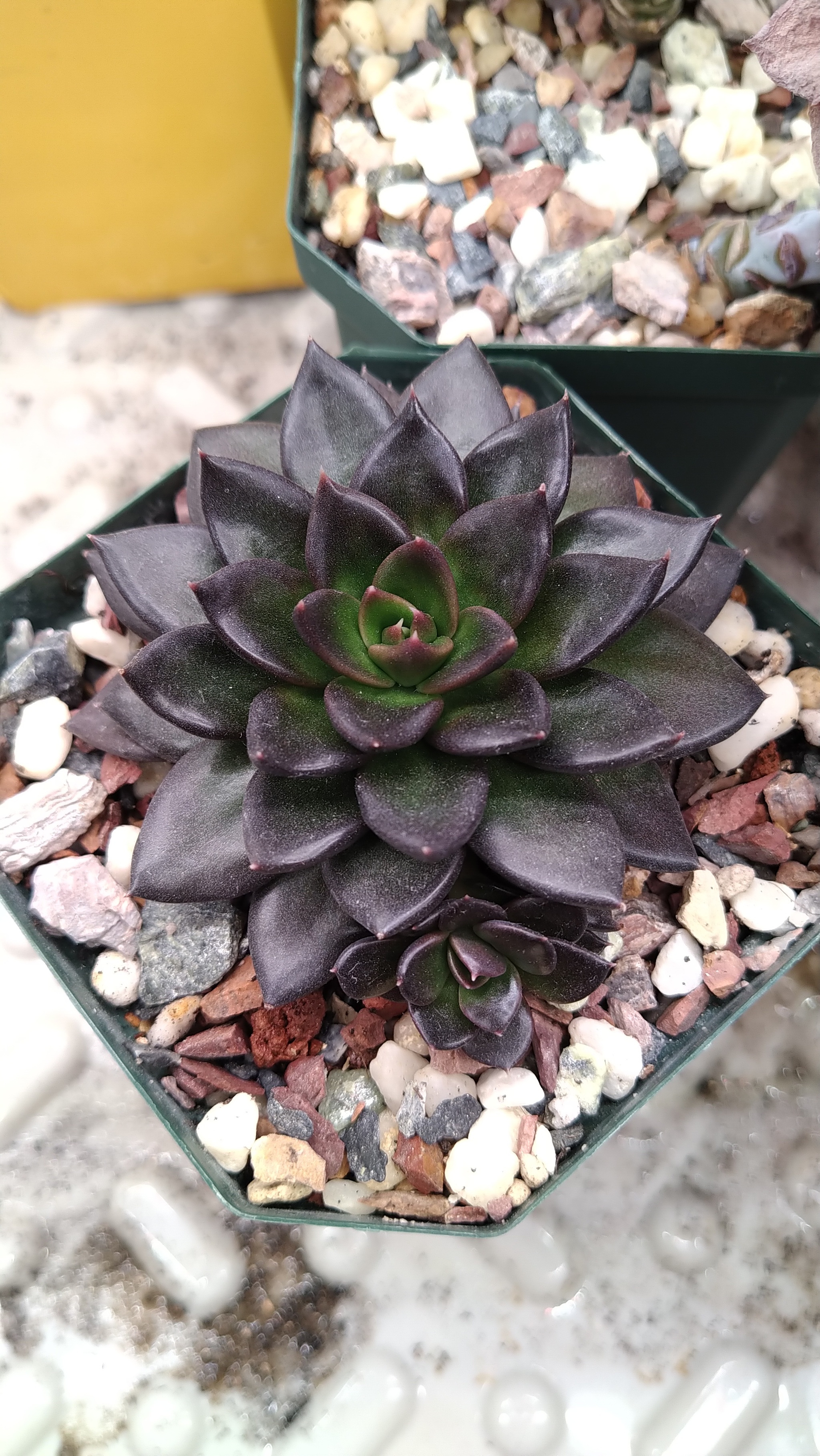 Echeveria. My experience - My, Informative, Houseplants, Succulents, Longpost