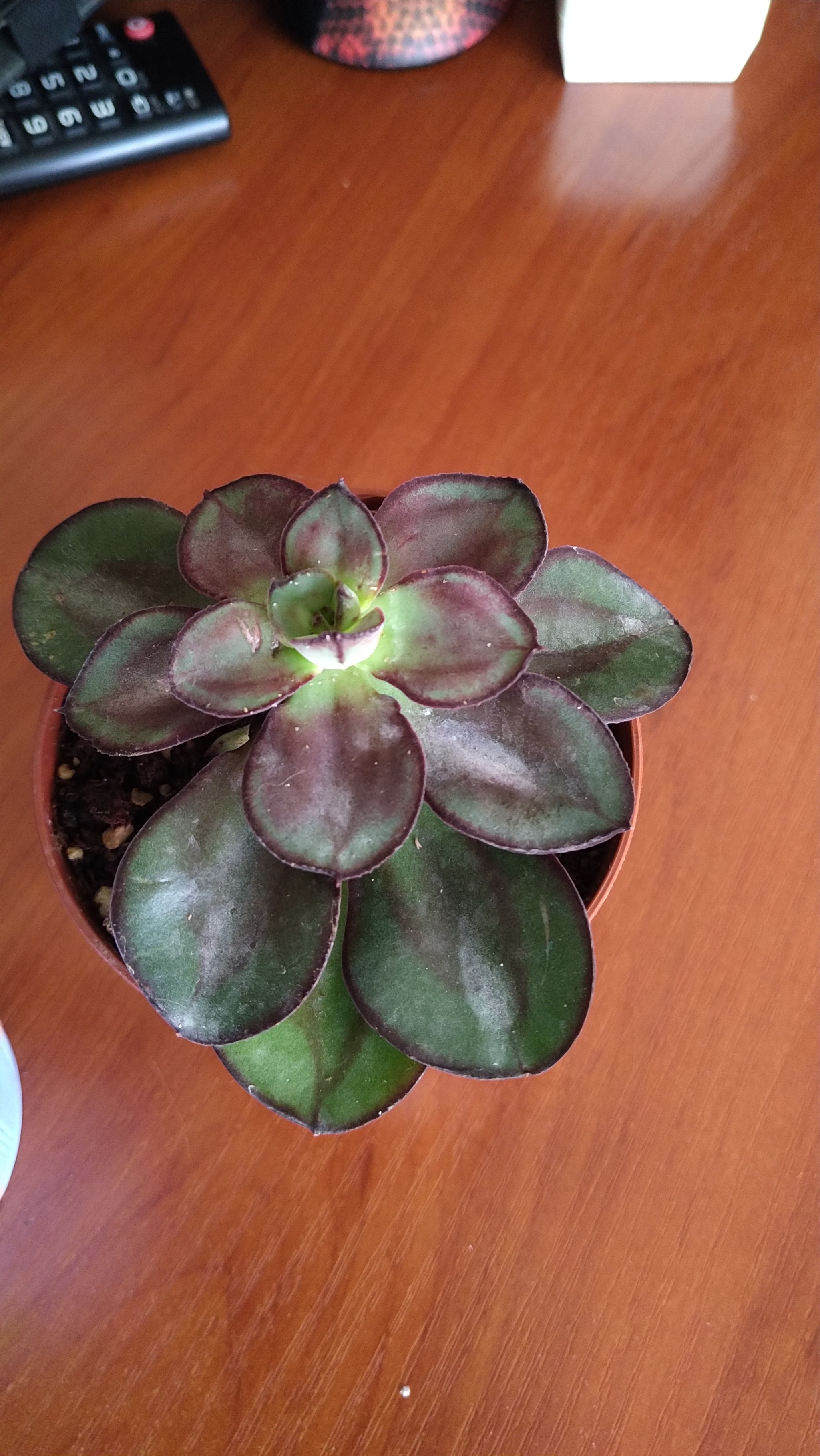 Echeveria. My experience - My, Informative, Houseplants, Succulents, Longpost