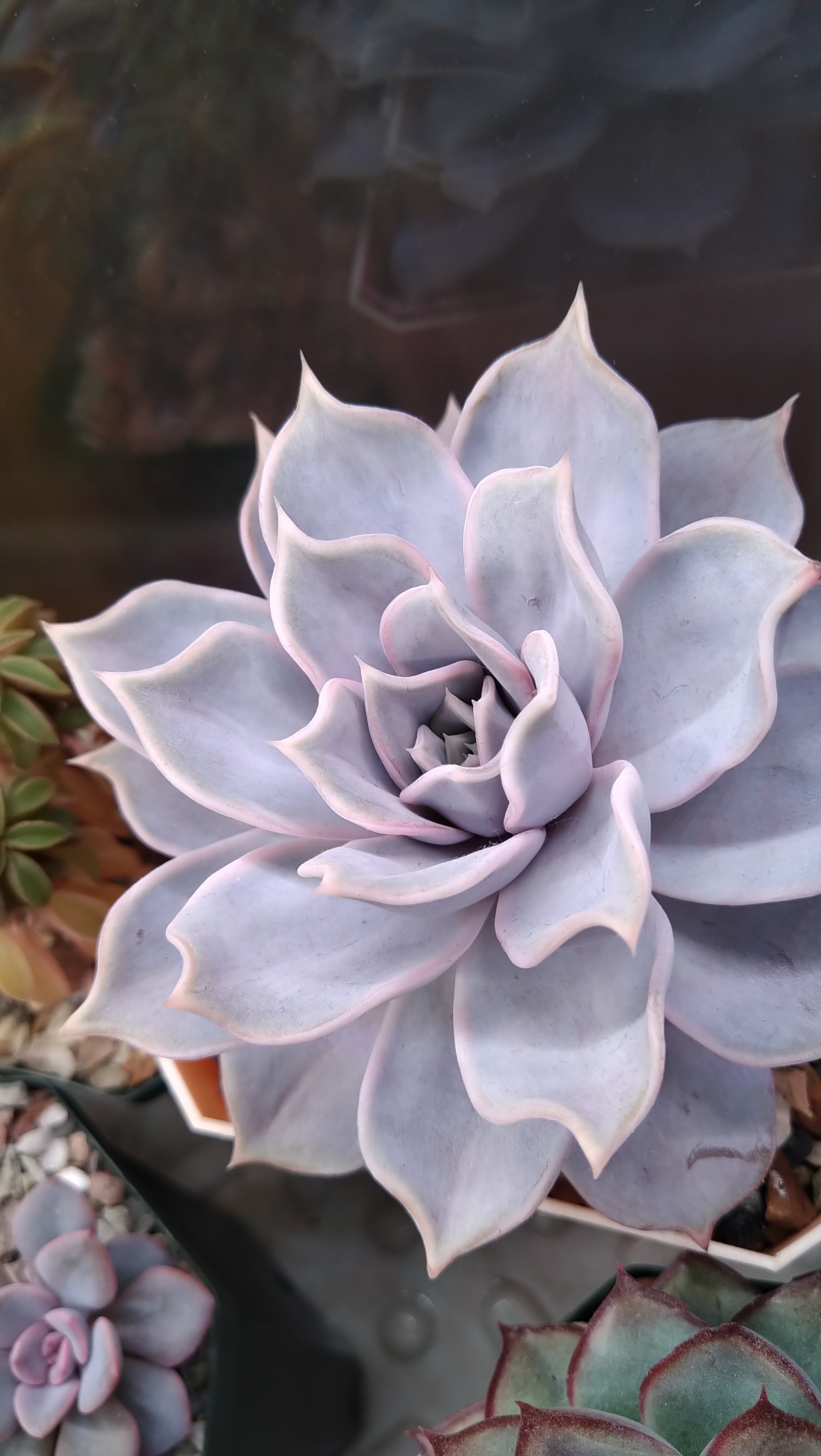 Echeveria. My experience - My, Informative, Houseplants, Succulents, Longpost