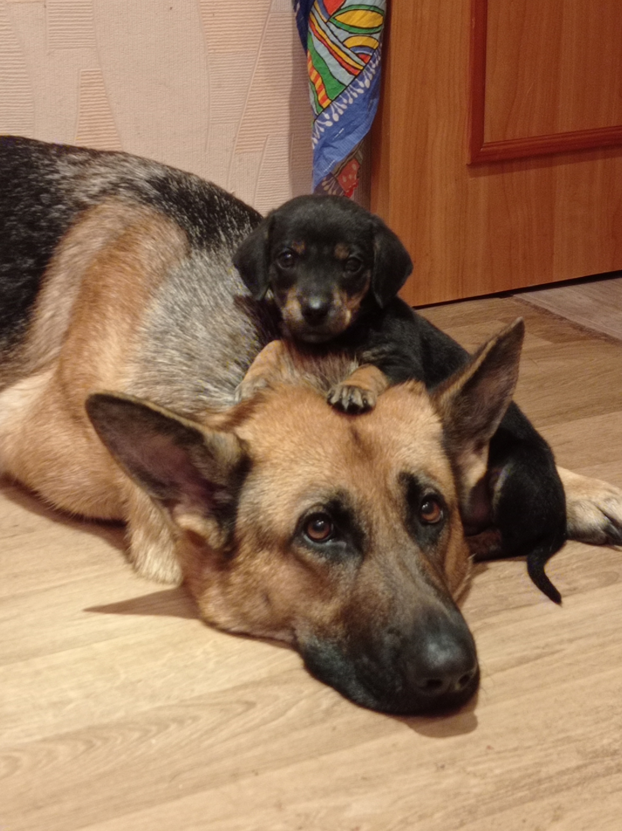 Reply to In good hands - My, Dog, German Shepherd, Puppies, Longpost