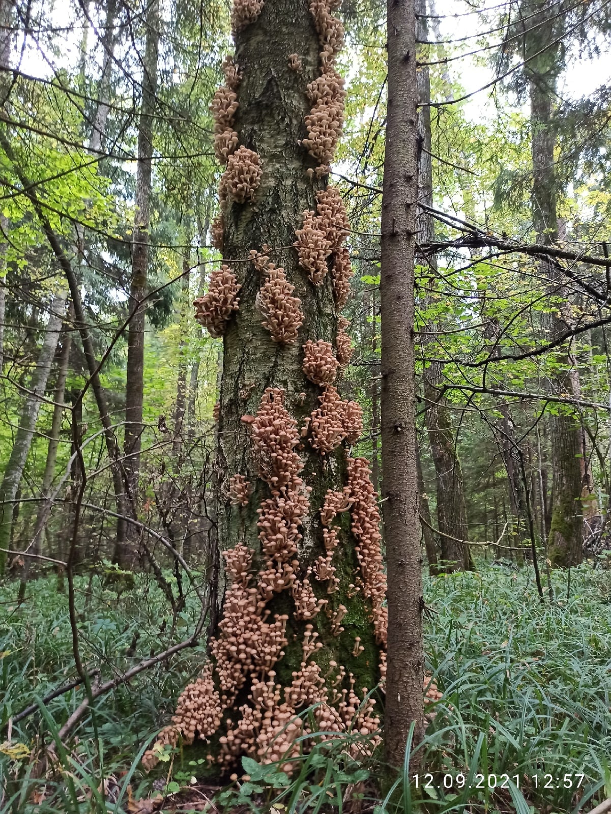 Istra district - My, Honey mushrooms, Mushrooms, Moscow region, Forest, Longpost