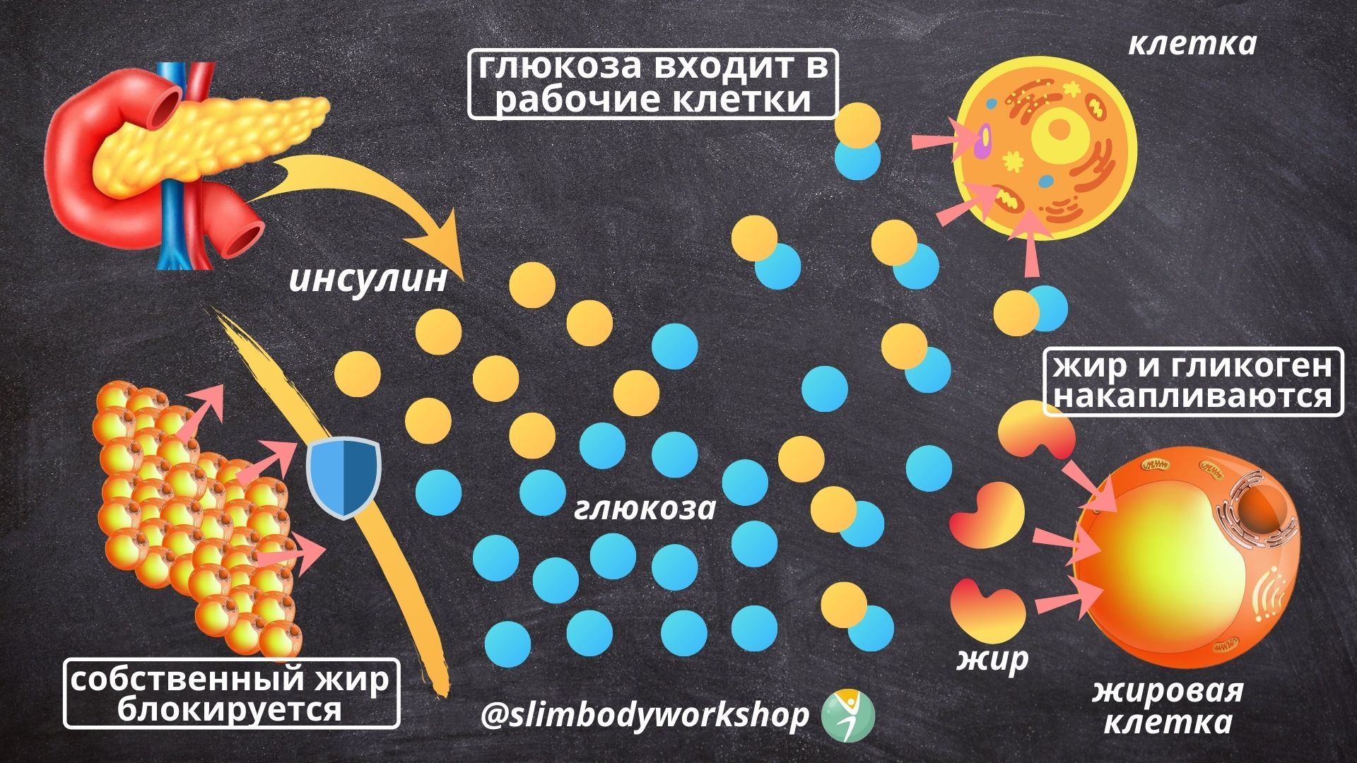 Инсулинорезистентность - 