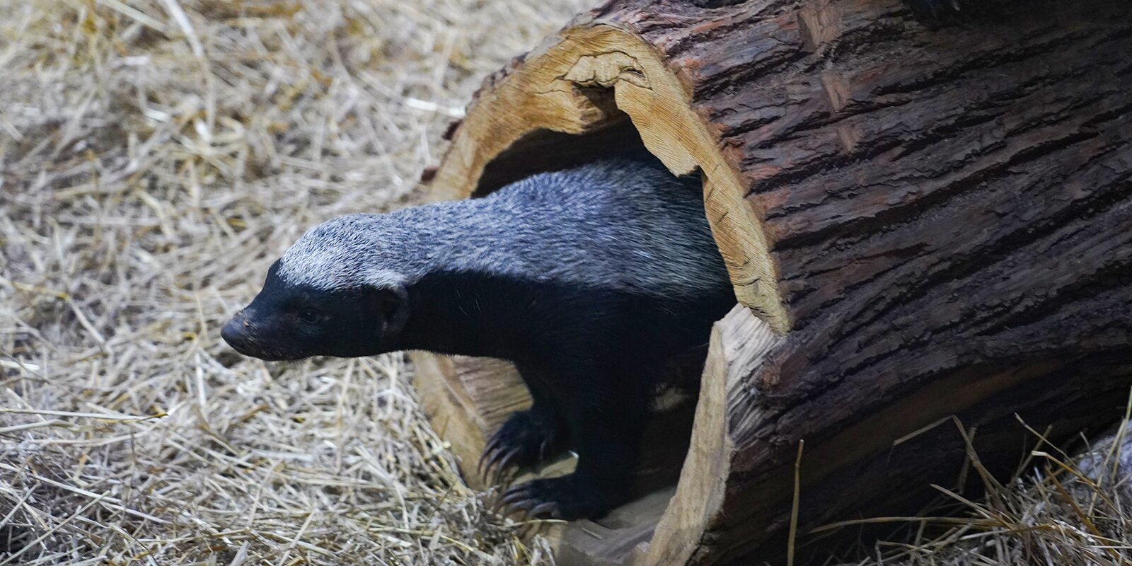 Honey badgers settled in the Moscow Zoo - Honey badger, Animals, Zoo, Moscow Zoo, Moscow, Video, Longpost