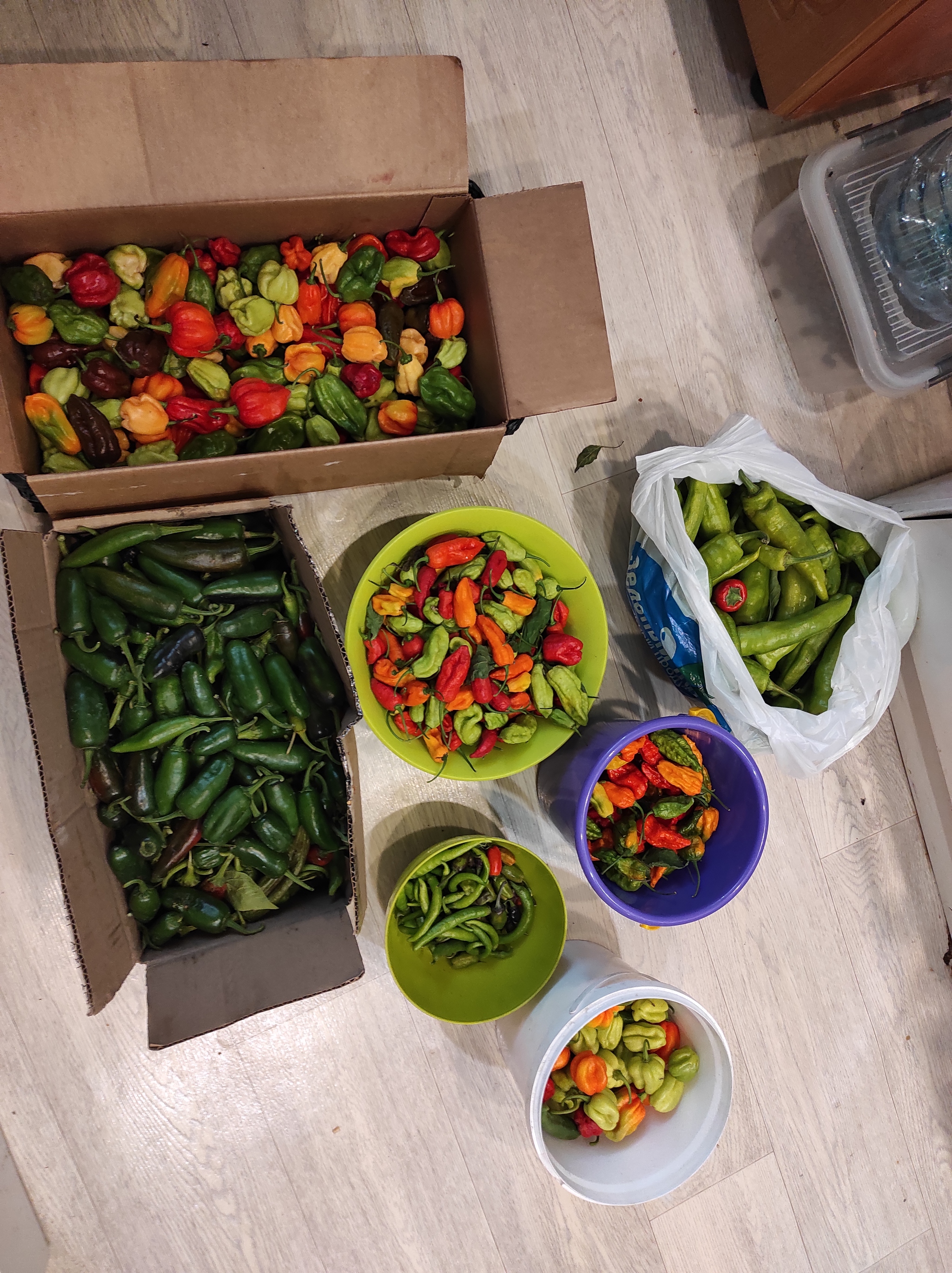 Harvest in Siberia - My, Hot peppers, Spicy, Harvest, Siberia, Autumn, Longpost
