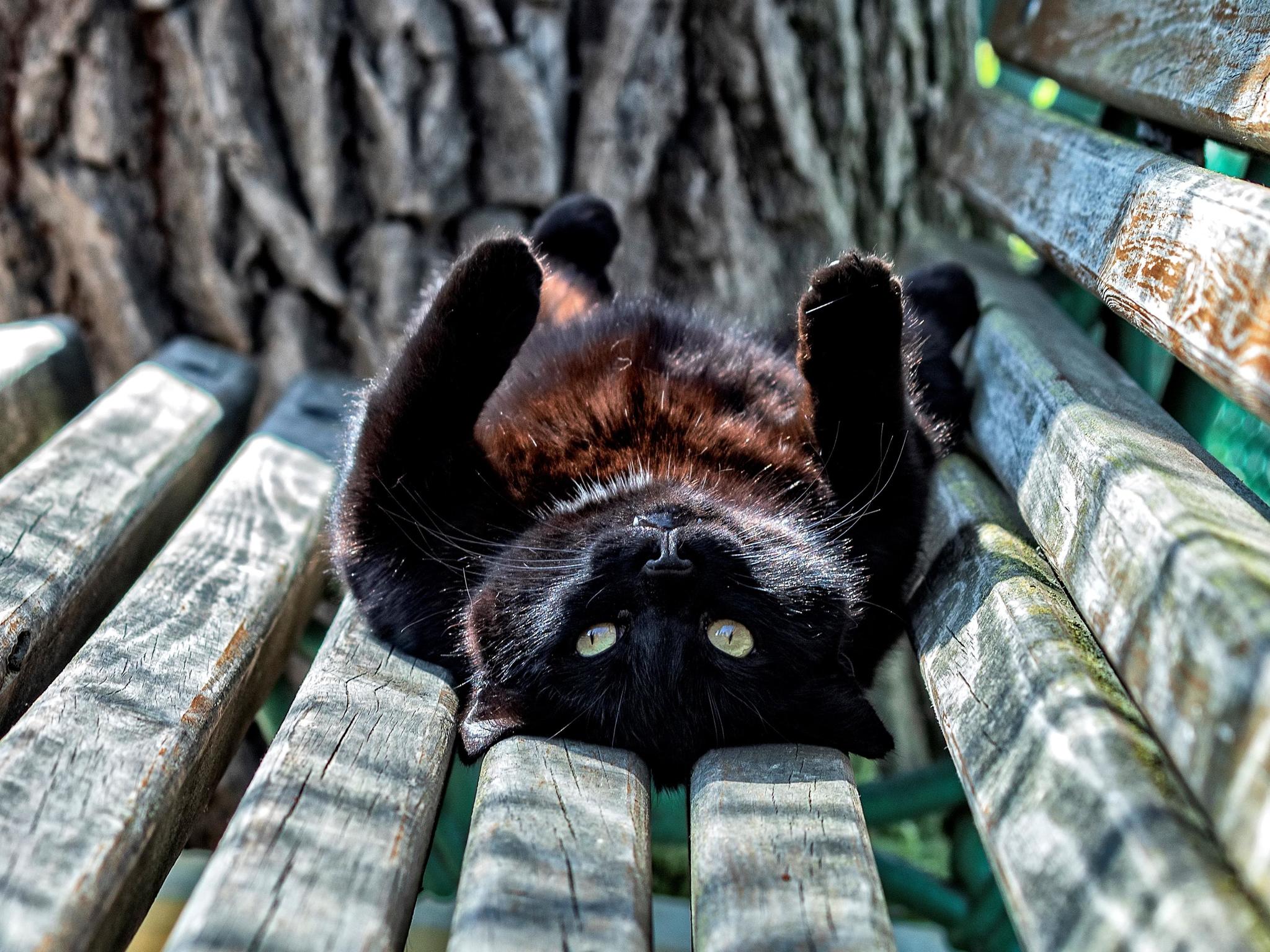 Crimean photo - My, Crimea, Evpatoria, Street photography, Animals, cat, Black cat