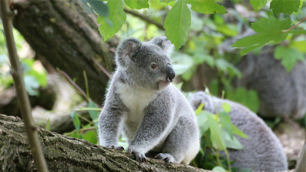 Vegetarians in danger - Koala, Leaves