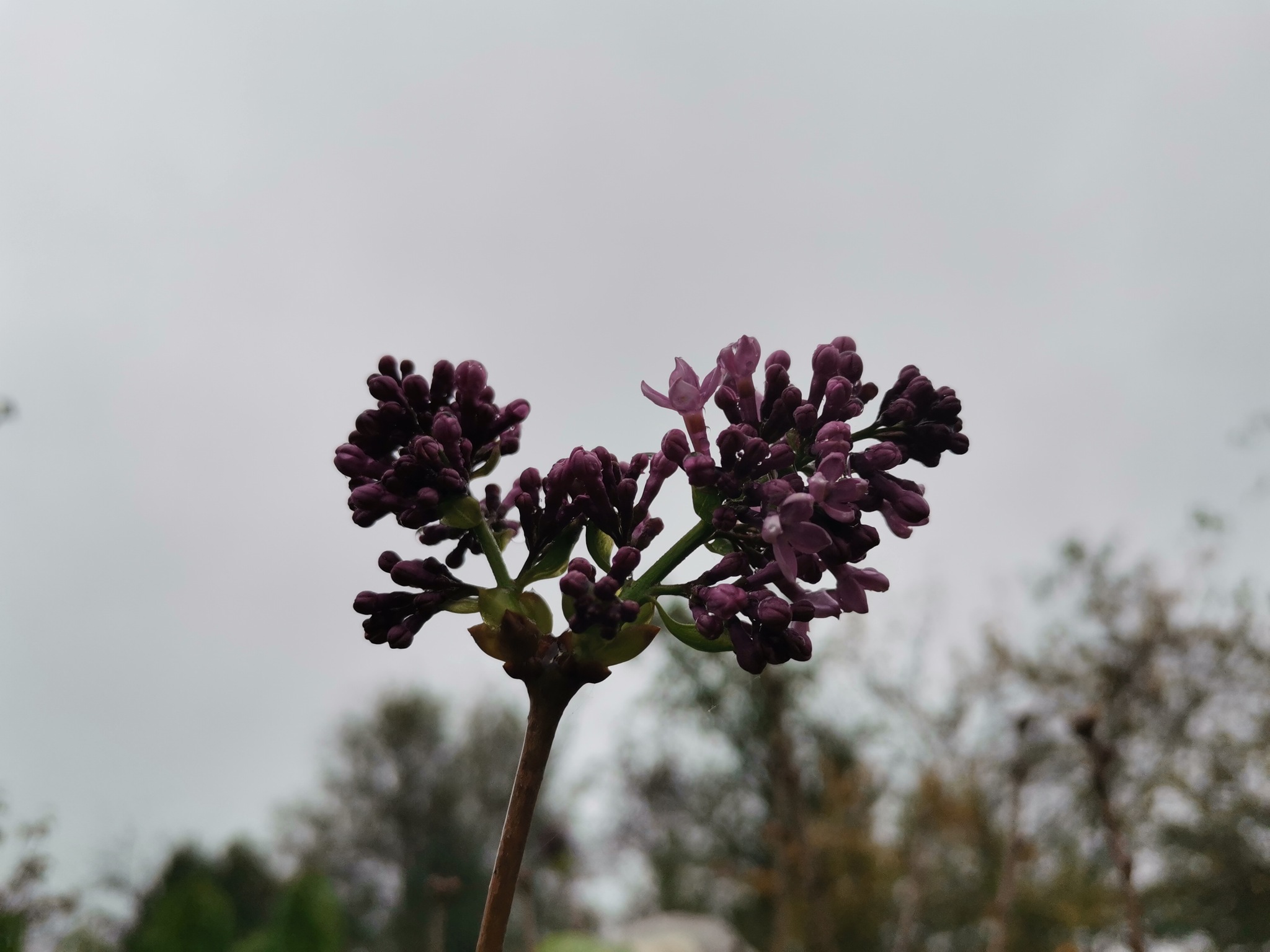 Autumn lilac in the Moscow region - NSFW, My, Lilac, Anomaly, Global warming, Longpost