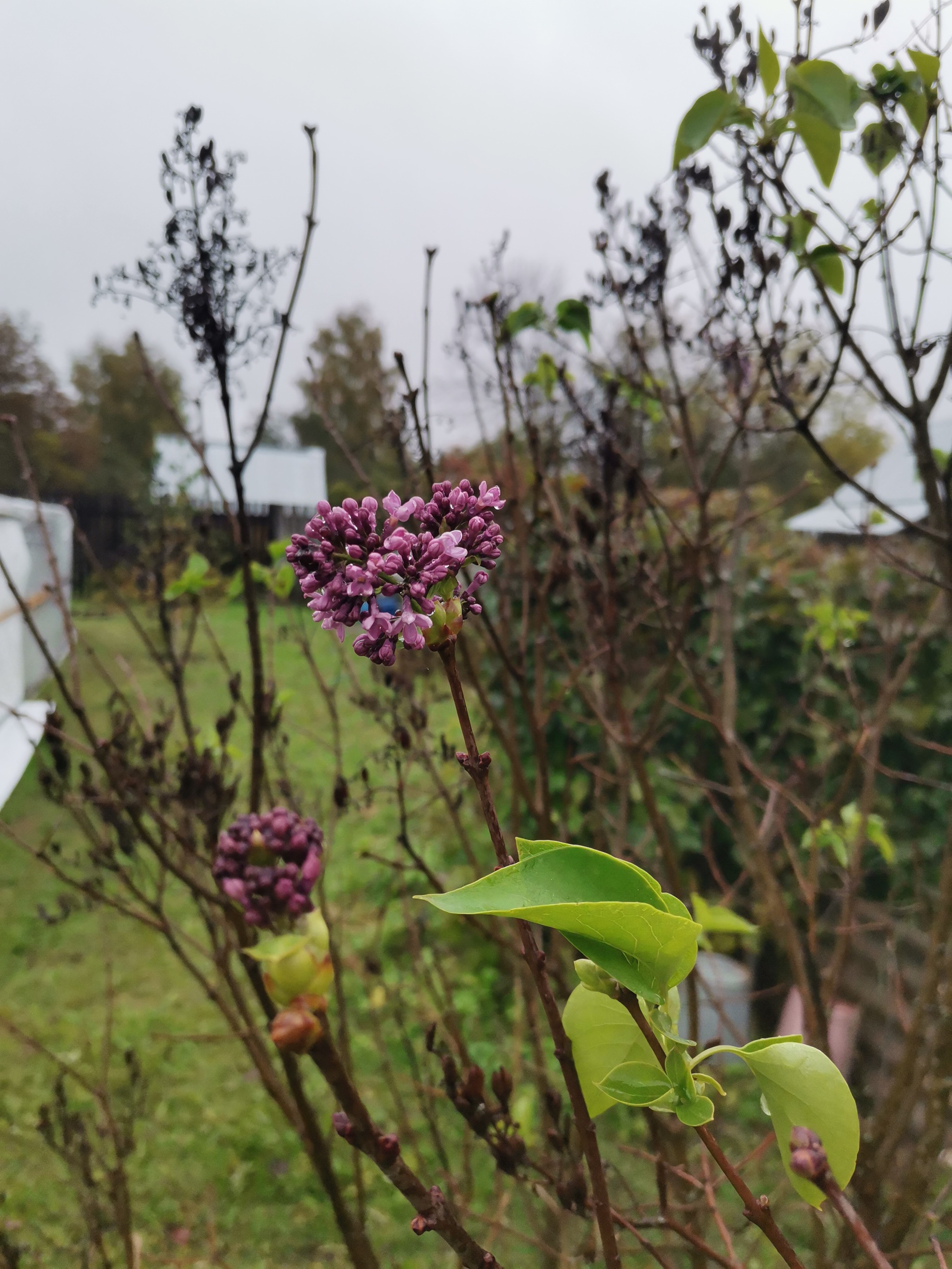 Autumn lilac in the Moscow region - NSFW, My, Lilac, Anomaly, Global warming, Longpost