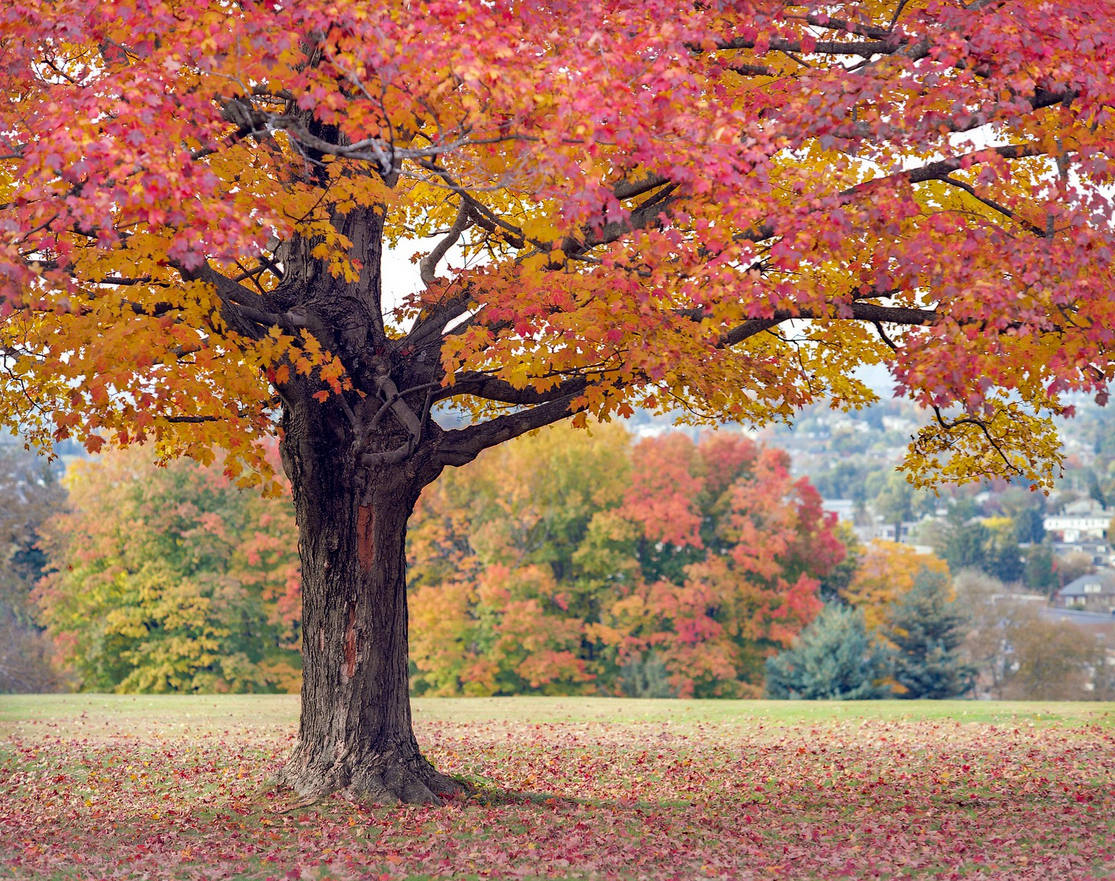 Autumn in 6x7 format - The photo, Film, Medium format, Landscape, Autumn, Longpost