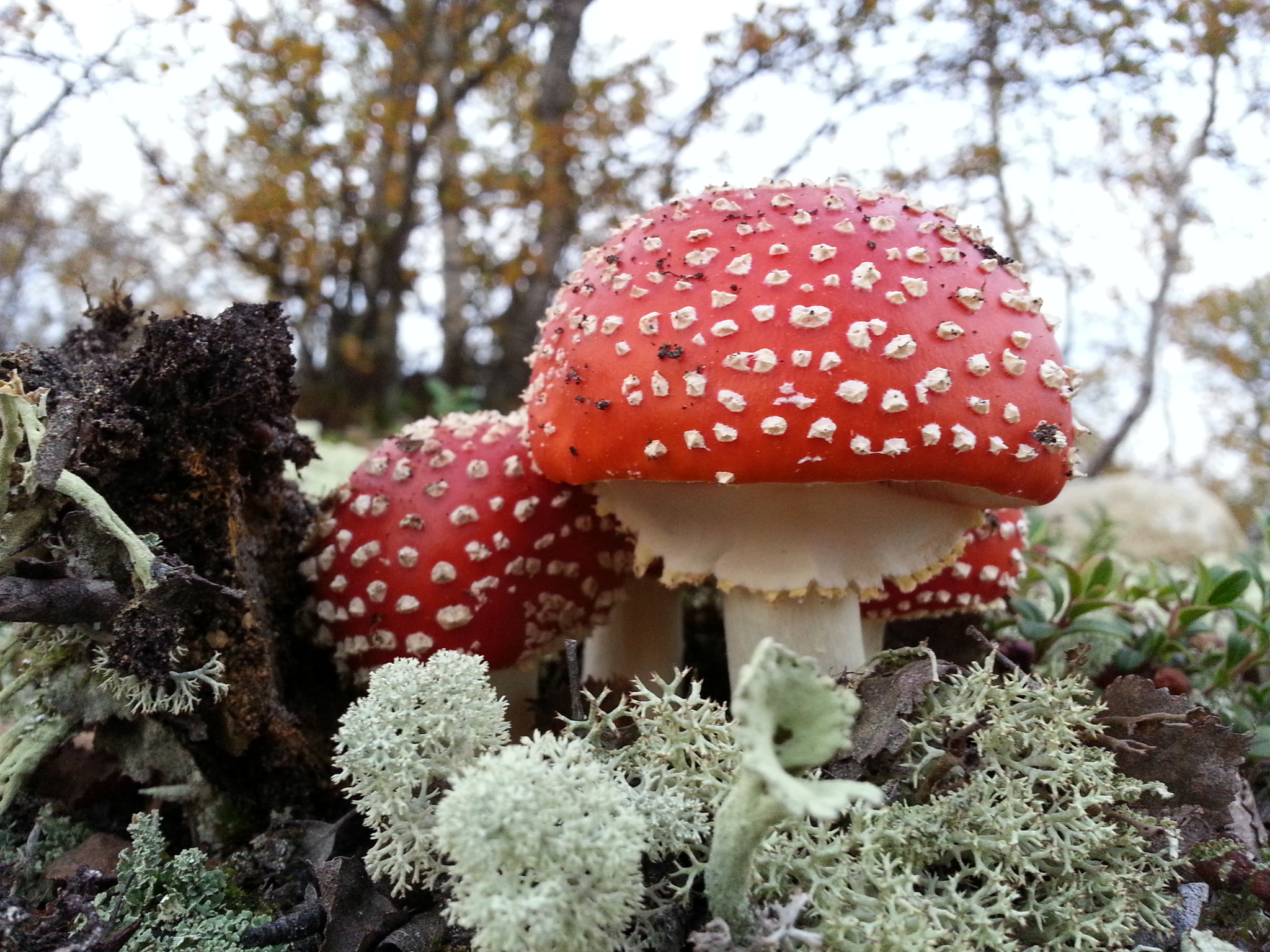 Reply to the post Amanita - My, Mushrooms, Fly agaric, The photo, Autumn, Reply to post, Longpost