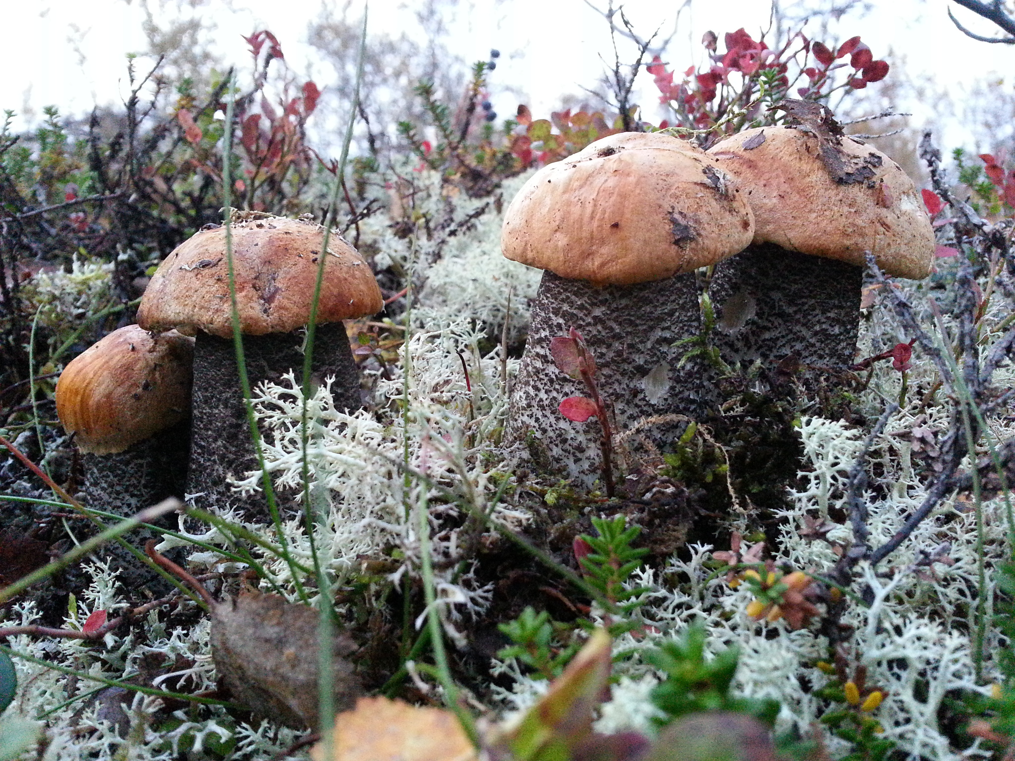 Reply to the post Amanita - My, Mushrooms, Fly agaric, The photo, Autumn, Reply to post, Longpost