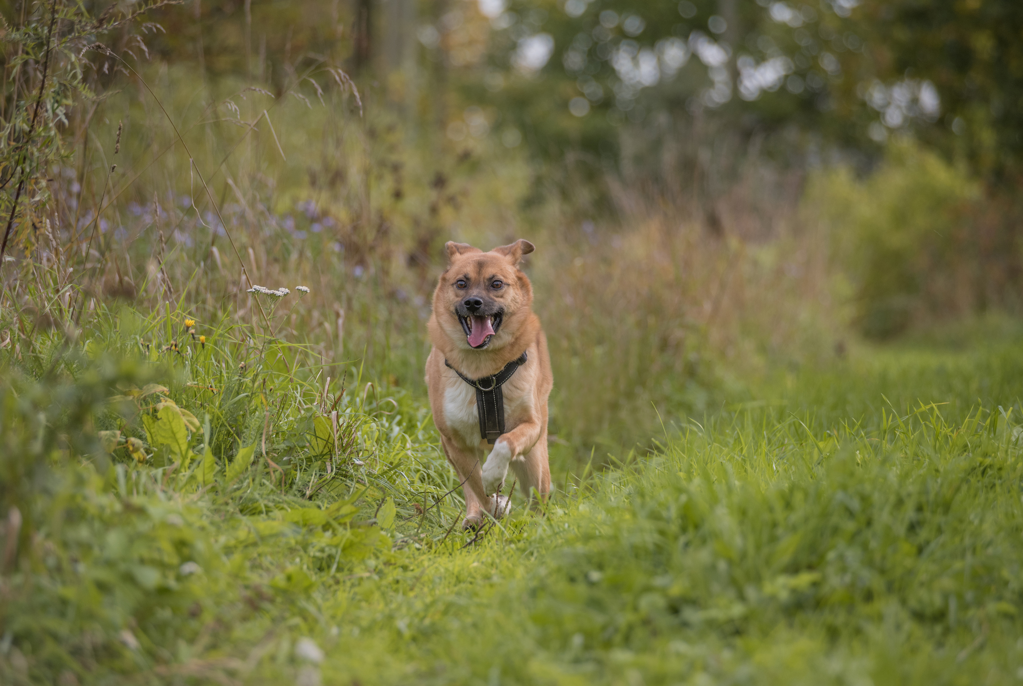 When appearances are deceiving (DOG LOOKING FOR A HOME!) - My, Dog, Friend, Animals, Gatchina, Russia, Reportage, Cur, Leningrad region, Longpost, , In good hands, No rating