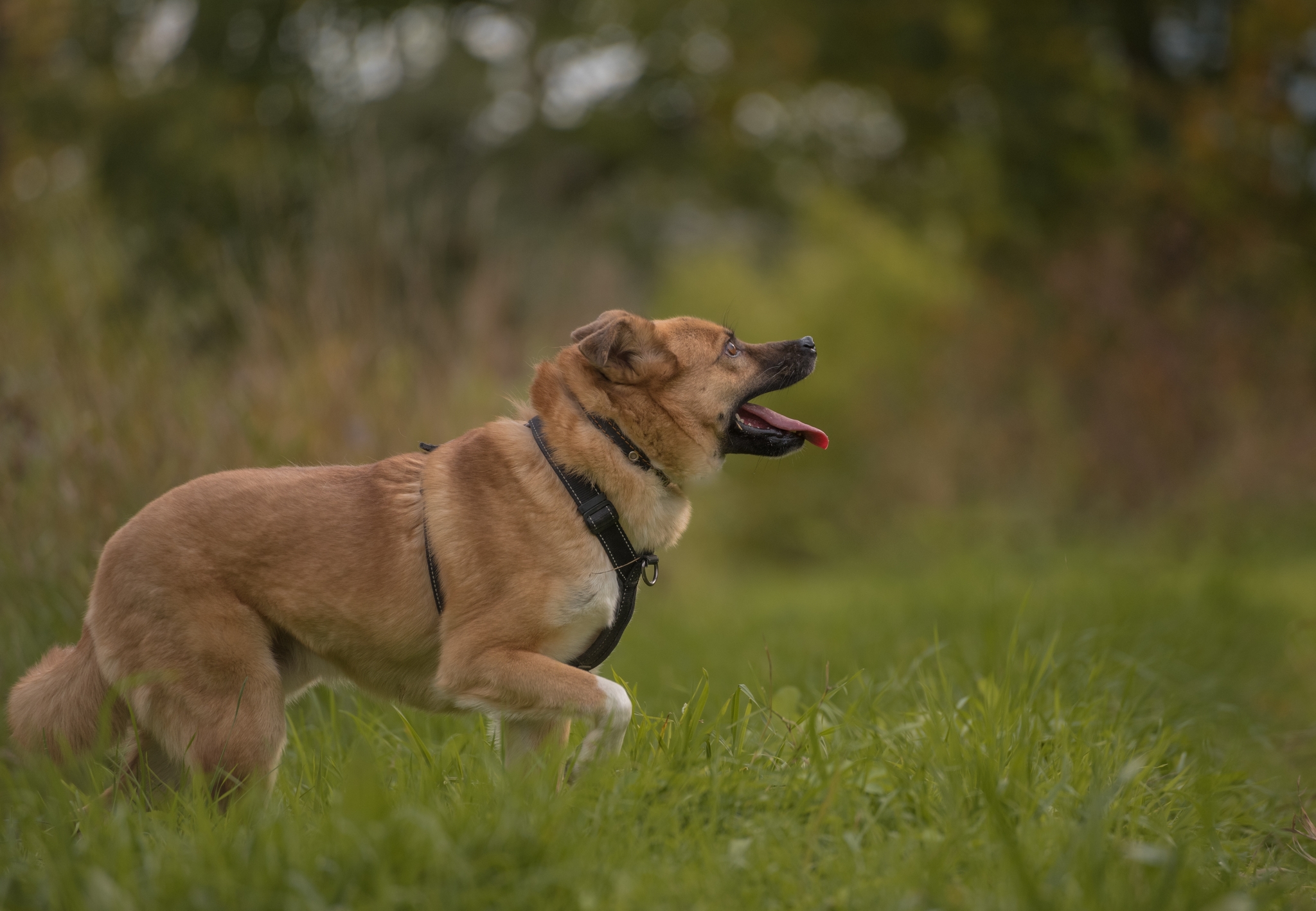 When appearances are deceiving (DOG LOOKING FOR A HOME!) - My, Dog, Friend, Animals, Gatchina, Russia, Reportage, Cur, Leningrad region, Longpost, , In good hands, No rating