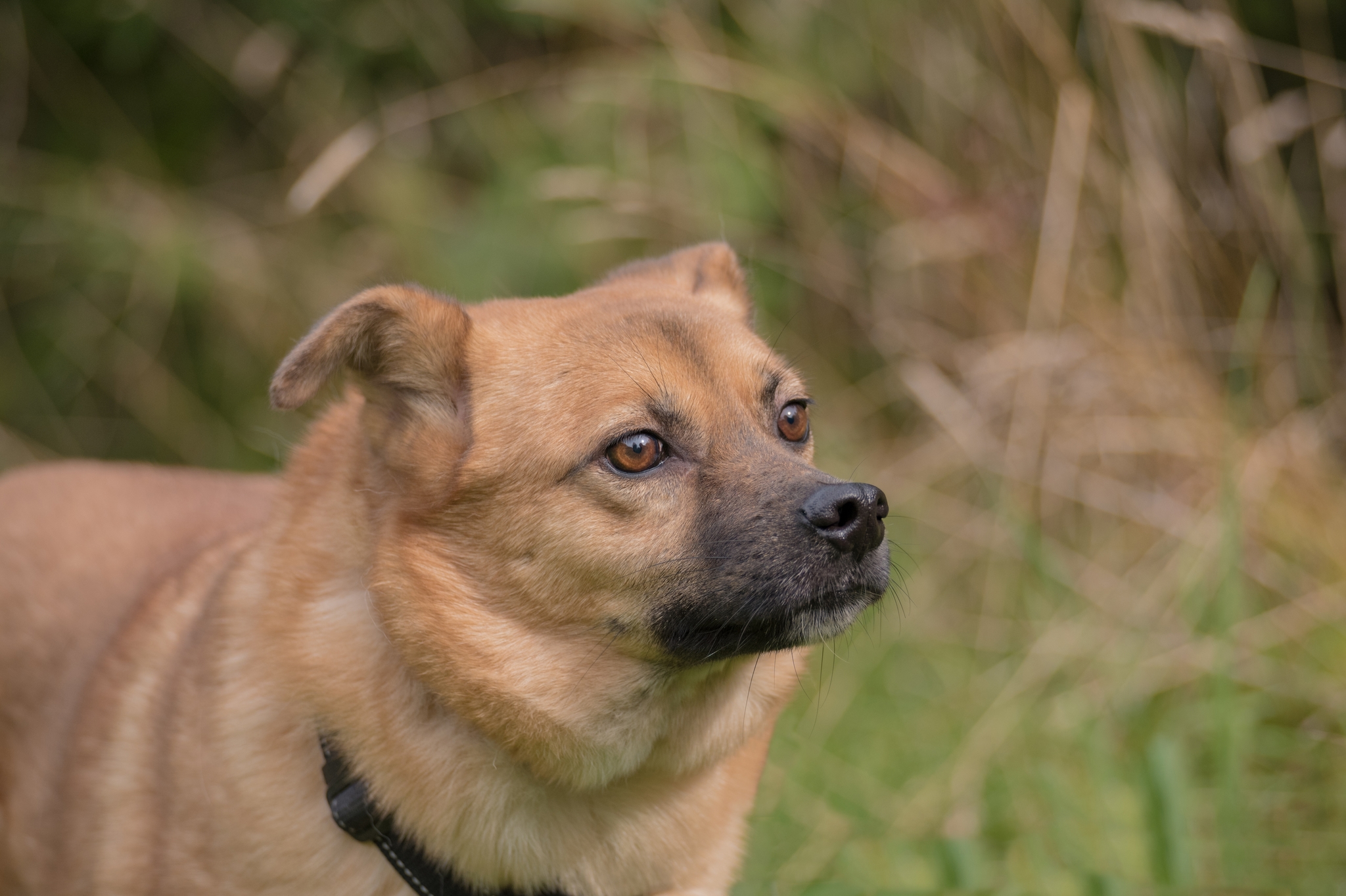 When appearances are deceiving (DOG LOOKING FOR A HOME!) - My, Dog, Friend, Animals, Gatchina, Russia, Reportage, Cur, Leningrad region, Longpost, , In good hands, No rating