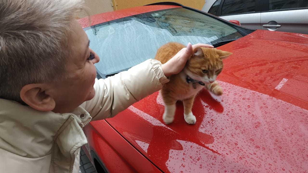 Шляясь по городу... - Моё, Фотография, Вертикальное видео, Кот, Длиннопост, Видео