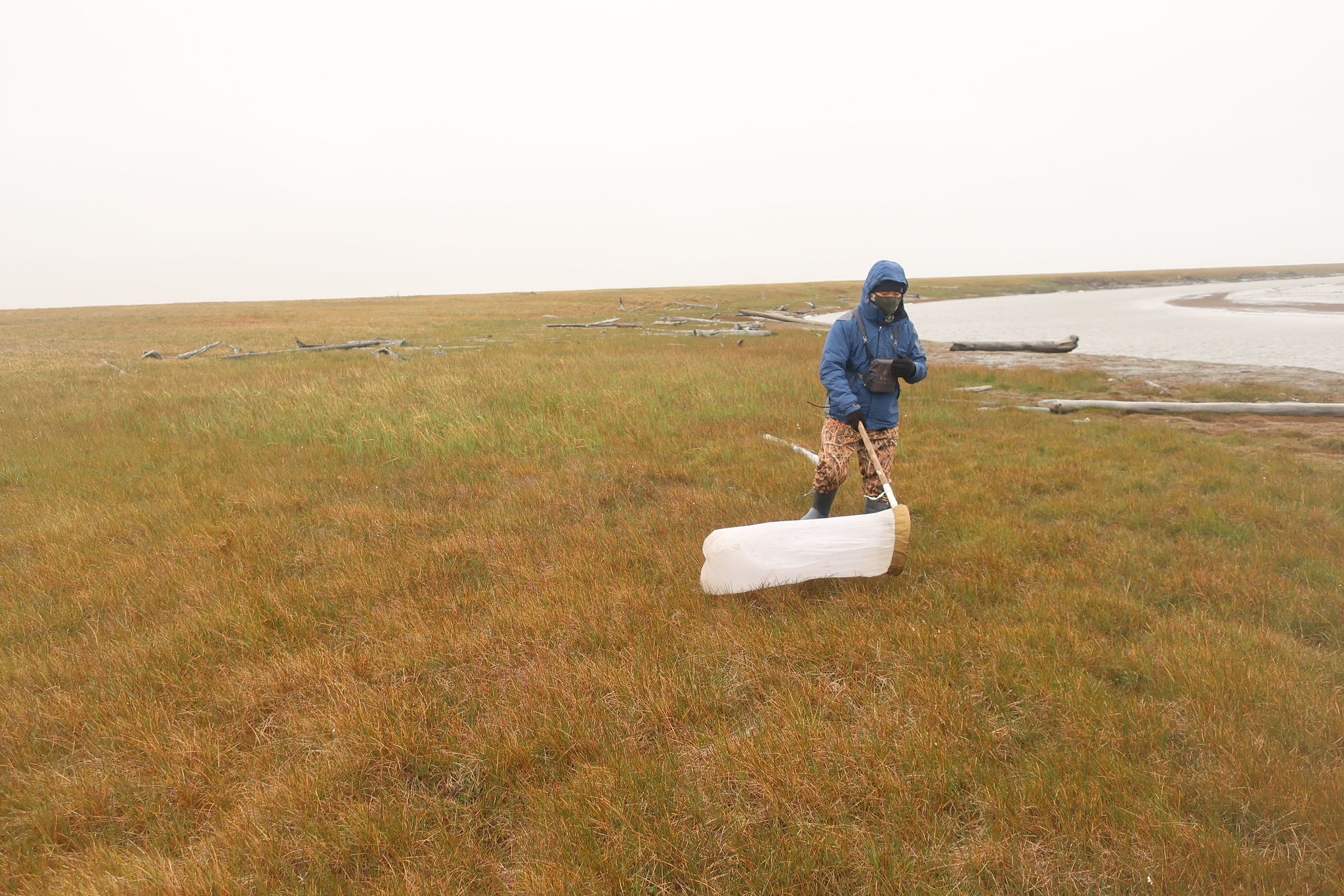 Kolyma notes, Part III Bear Islands (First half) - My, Kolyma, Sea, Arctic, Archeology, Travels, Polar bear, Гусь, Video, Longpost, East Siberian Sea