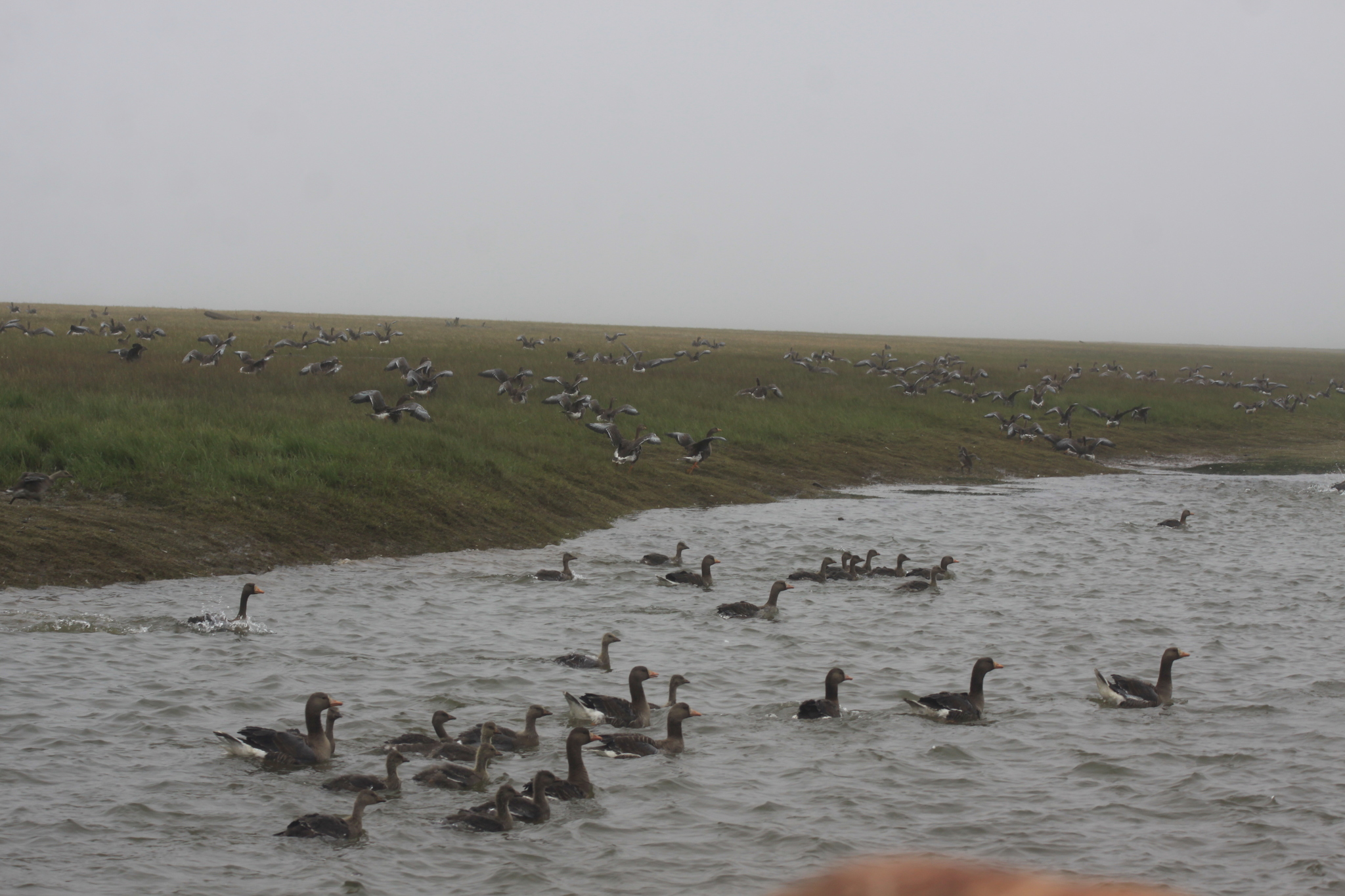 Kolyma notes, Part III Bear Islands (First half) - My, Kolyma, Sea, Arctic, Archeology, Travels, Polar bear, Гусь, Video, Longpost, East Siberian Sea