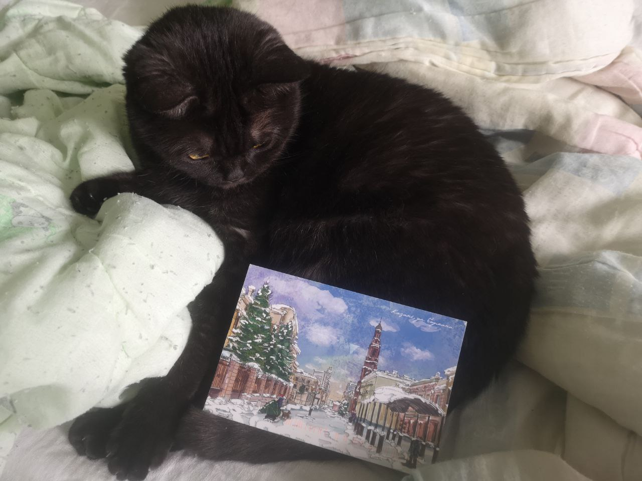 Response to the post Styopa received a postcard from Astrakhan - cat, Postcard, Reply to post, Scottish Straight