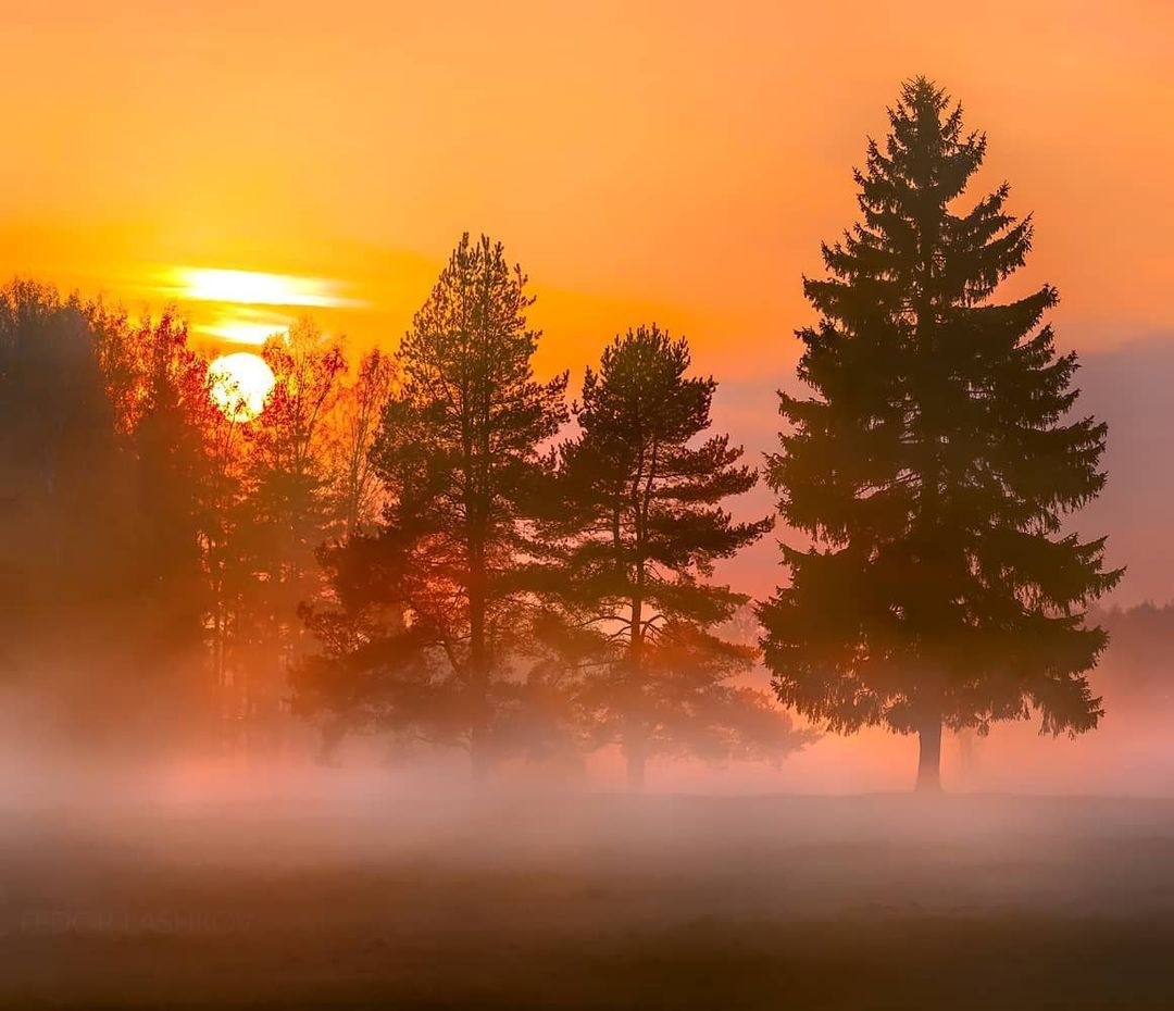 Pavlovsky Park - Russia, Saint Petersburg, The park, Nature, beauty of nature, The nature of Russia