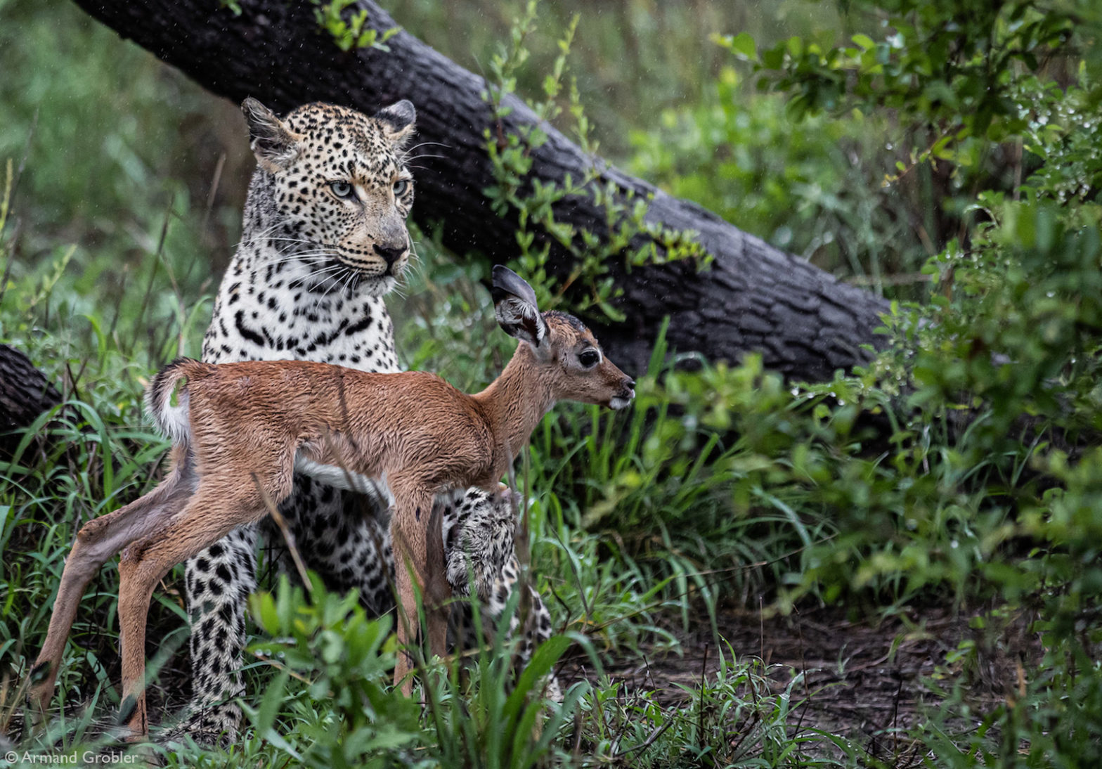 No chance of salvation - Leopard, Big cats, Cat family, Predatory animals, Impala, Wild animals, wildlife, South Africa, , The photo, Sadness, Reserves and sanctuaries