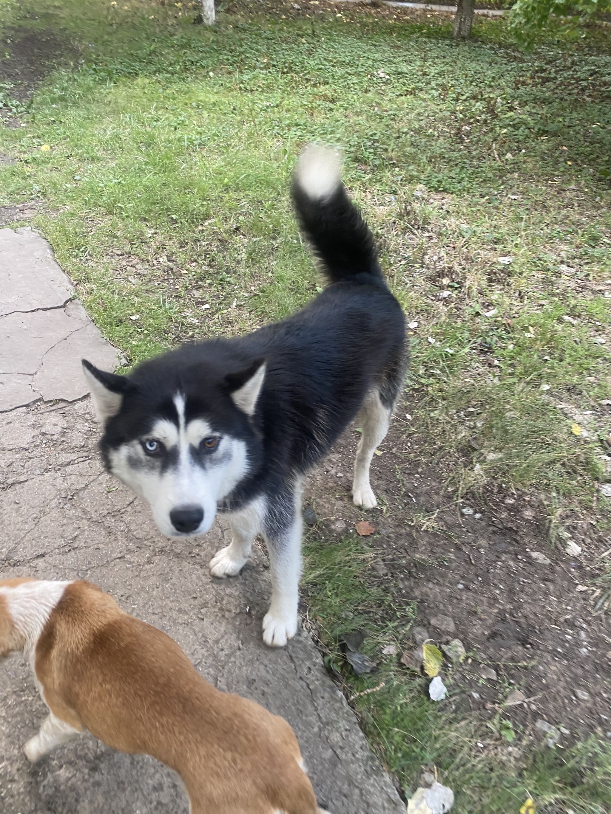 How to deal with a lost dog? - My, Dog, Lost, Rostov-on-Don, Rostov region, Husky, Longpost