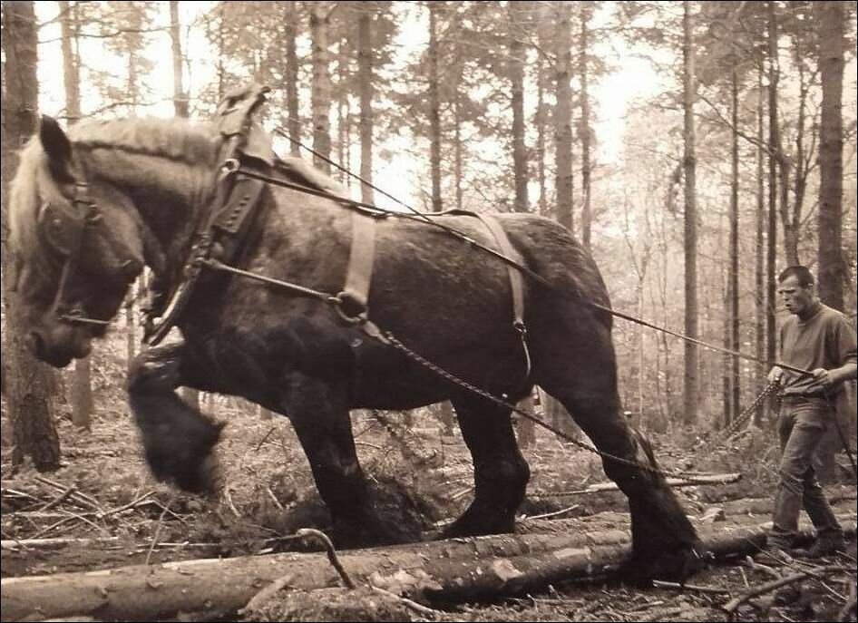 LAGS WITH NAMES OF HORSE DURING WWII - The Great Patriotic War, Horses, Longpost