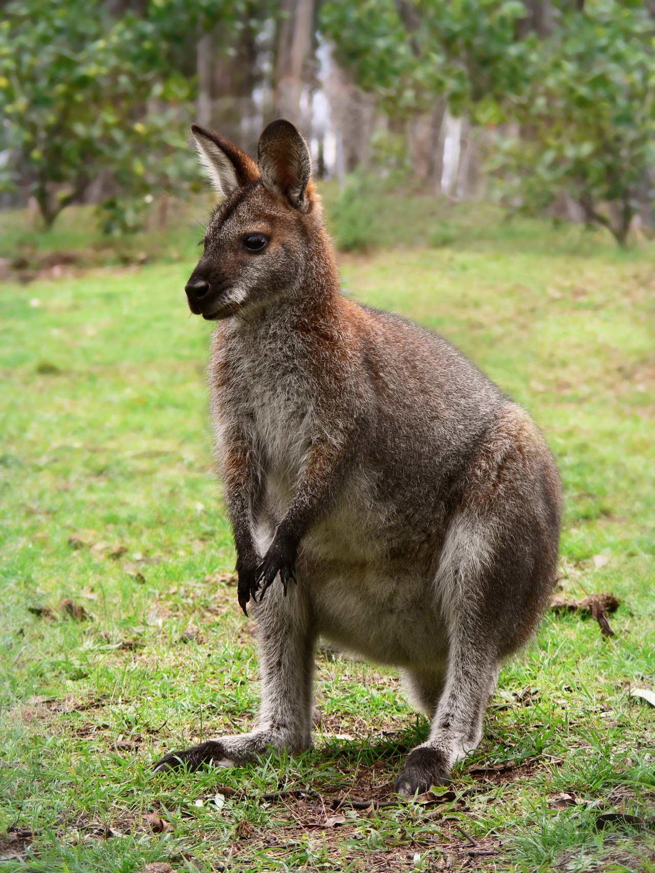In Scotland, a wallaby escaped from the zoo and came to the pub - Wallaby, Kangaroo, Wild animals, Scotland, Contact zoo, Interesting, The escape