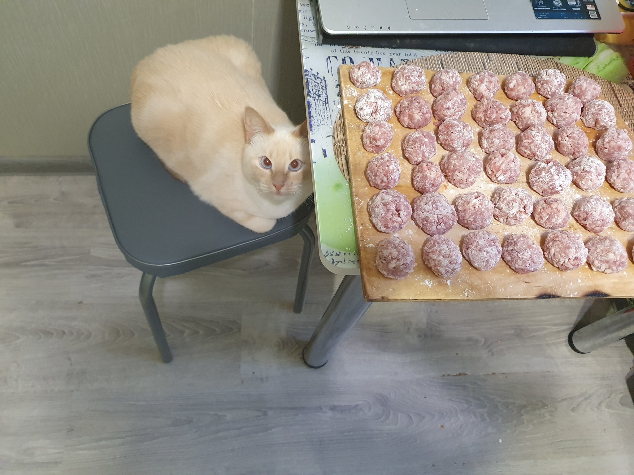 Quality control - My, cat, Control, Cutlets